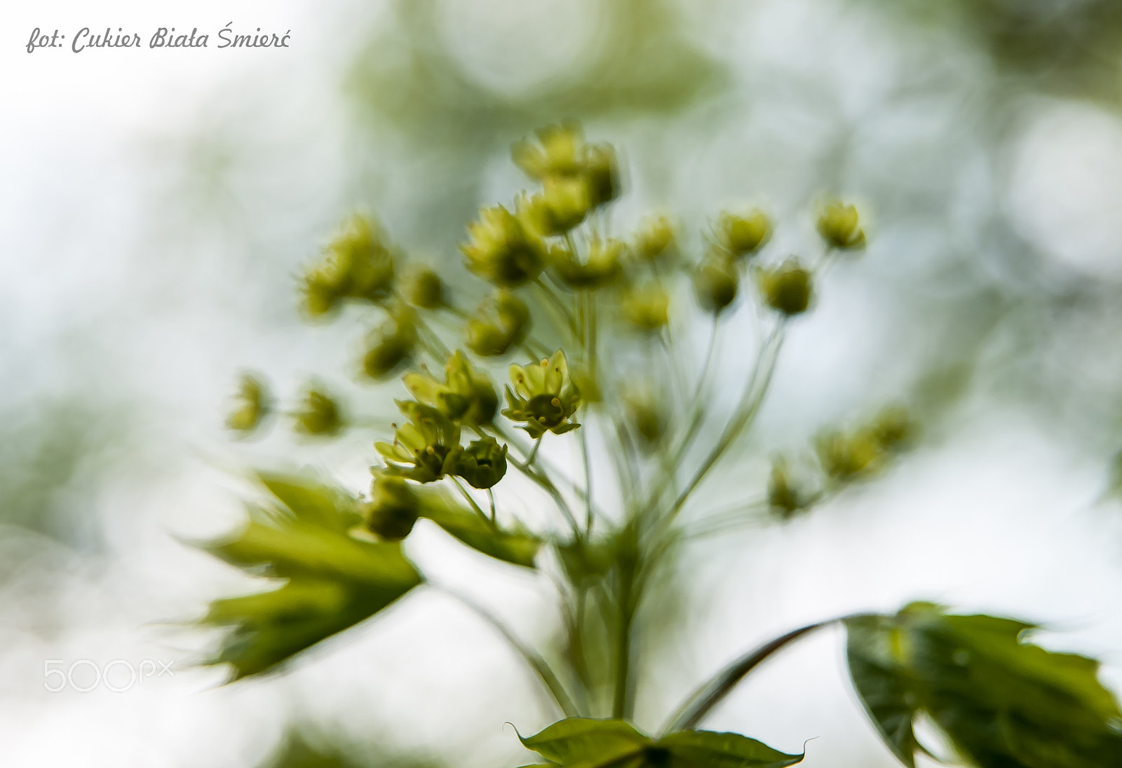 24-70mm F2.8 sample photo. Green photography