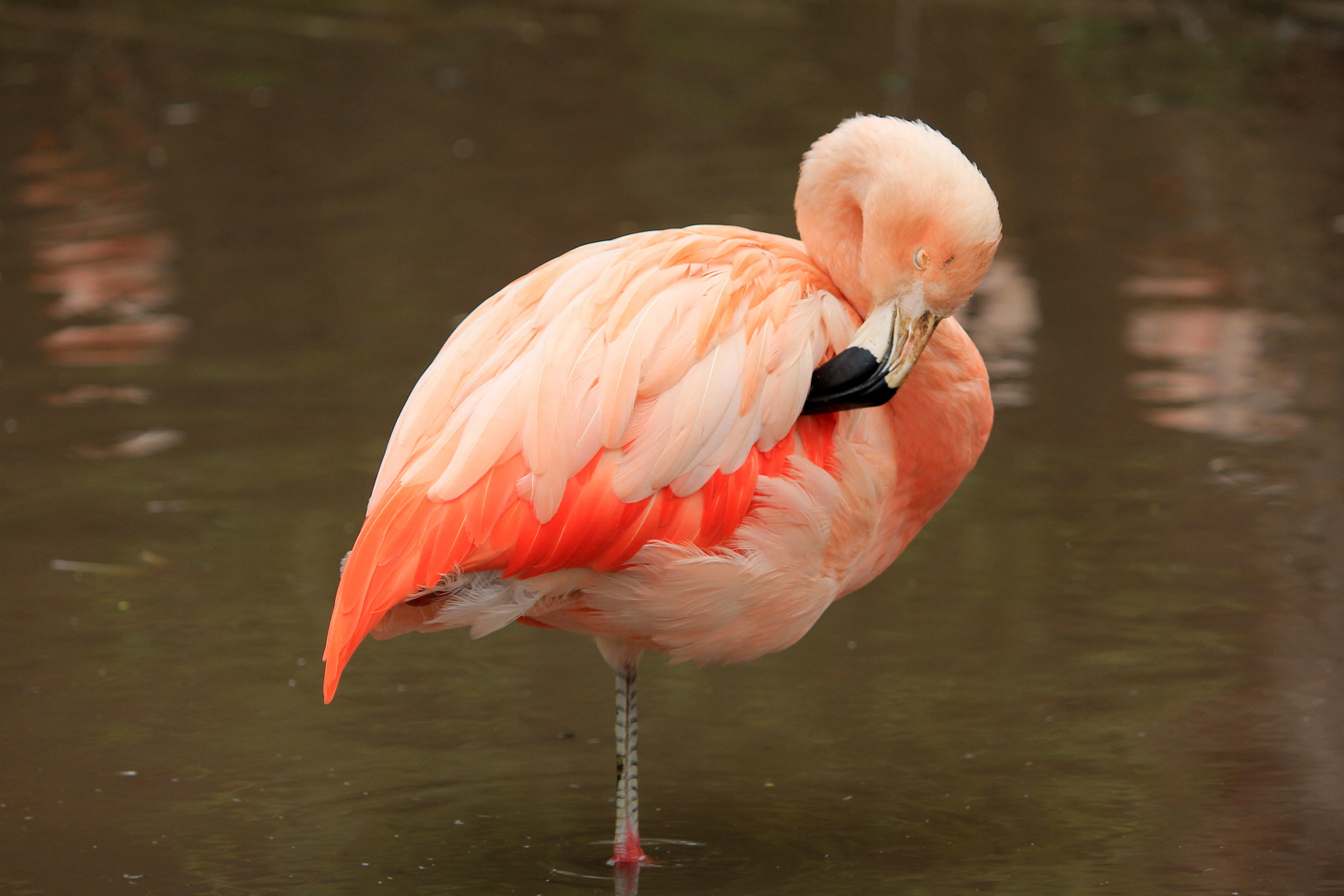 Canon EF-S 55-250mm F4-5.6 IS sample photo. Flamingo photography