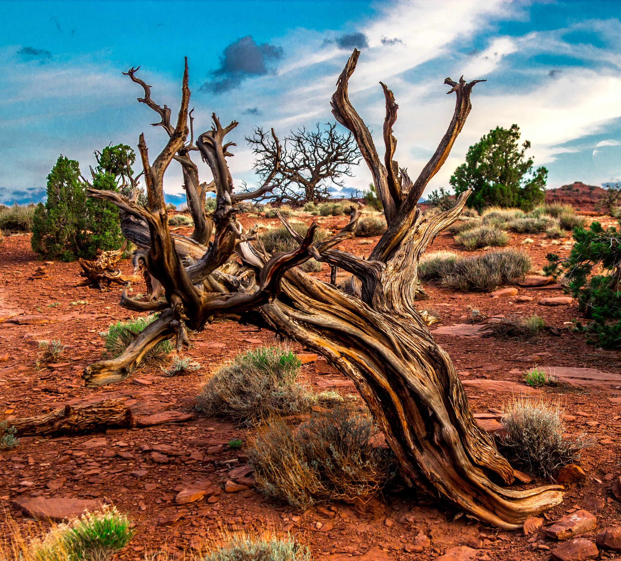 Tamron SP AF 17-50mm F2.8 XR Di II LD Aspherical (IF) sample photo. Gnarly tree photography