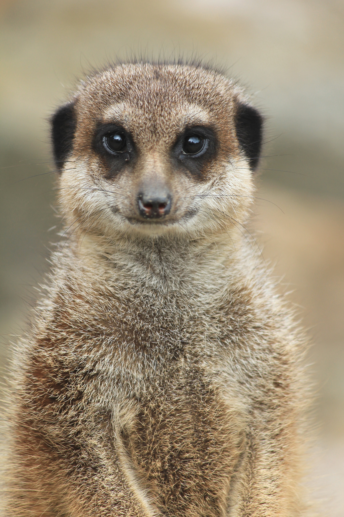 Canon EF-S 55-250mm F4-5.6 IS sample photo. Meerkat photography