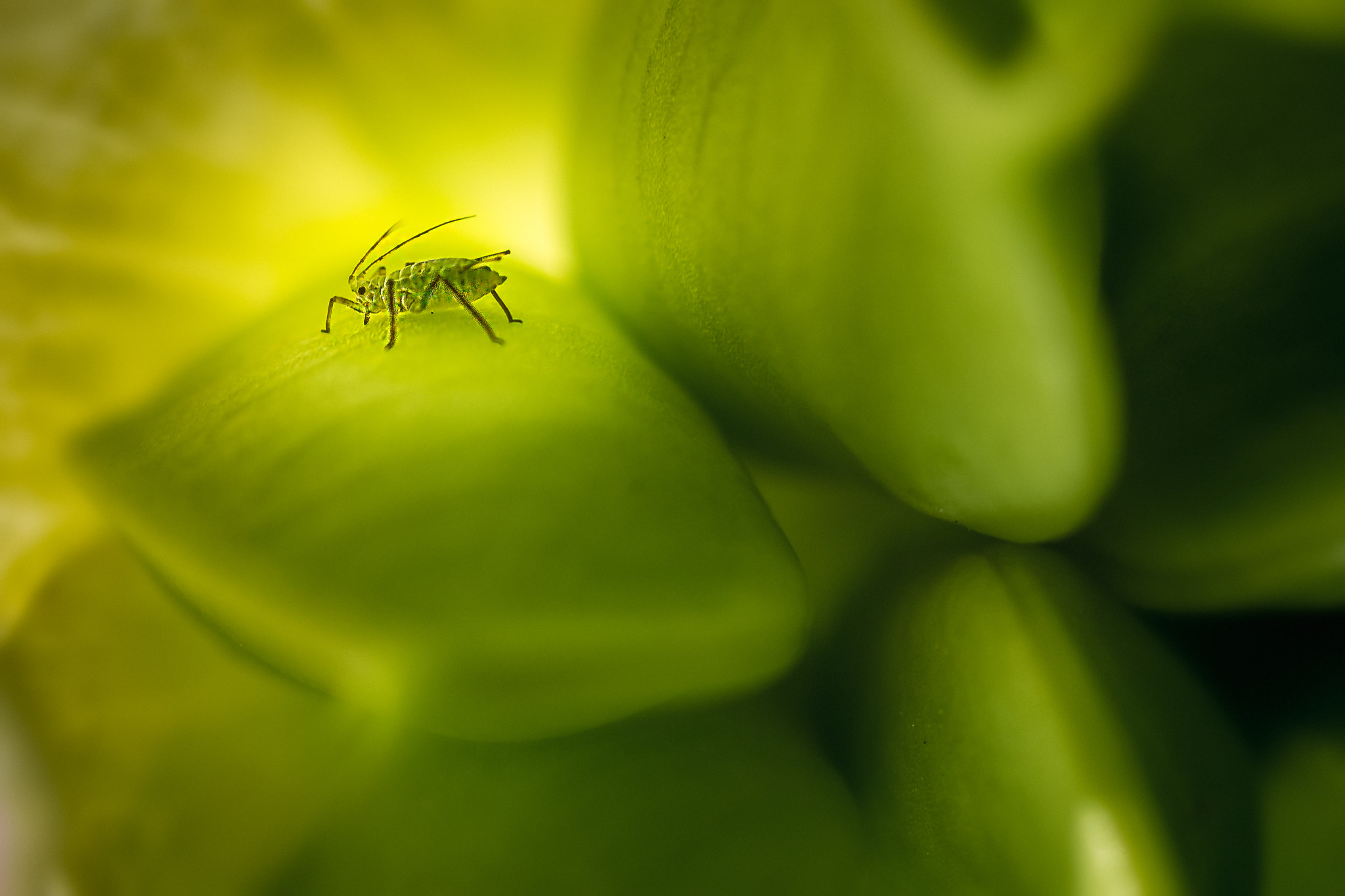 Canon EOS 6D + Sigma 105mm F2.8 EX DG Macro sample photo. Green photography