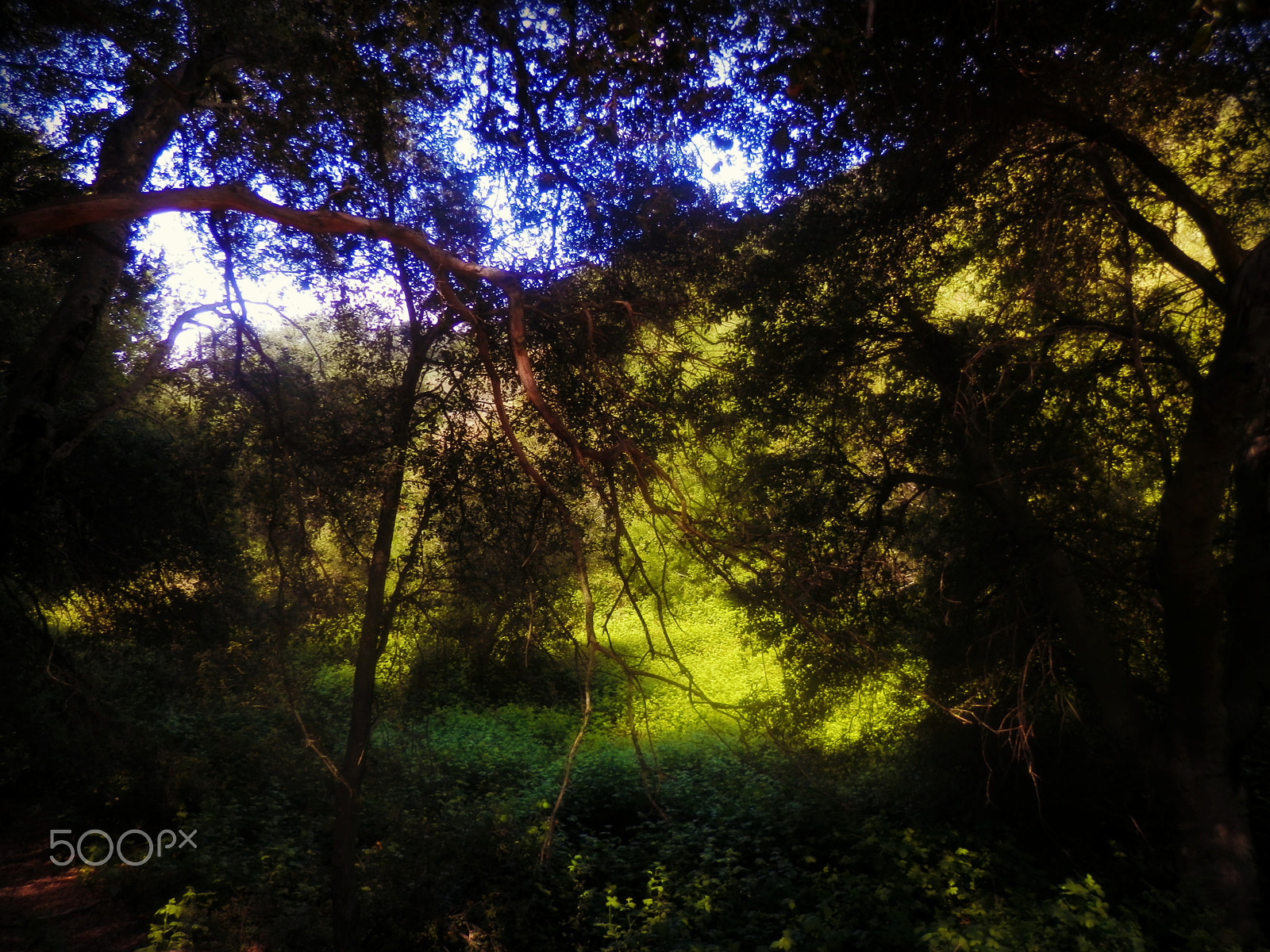 Olympus SZ-12 sample photo. Into the woods photography
