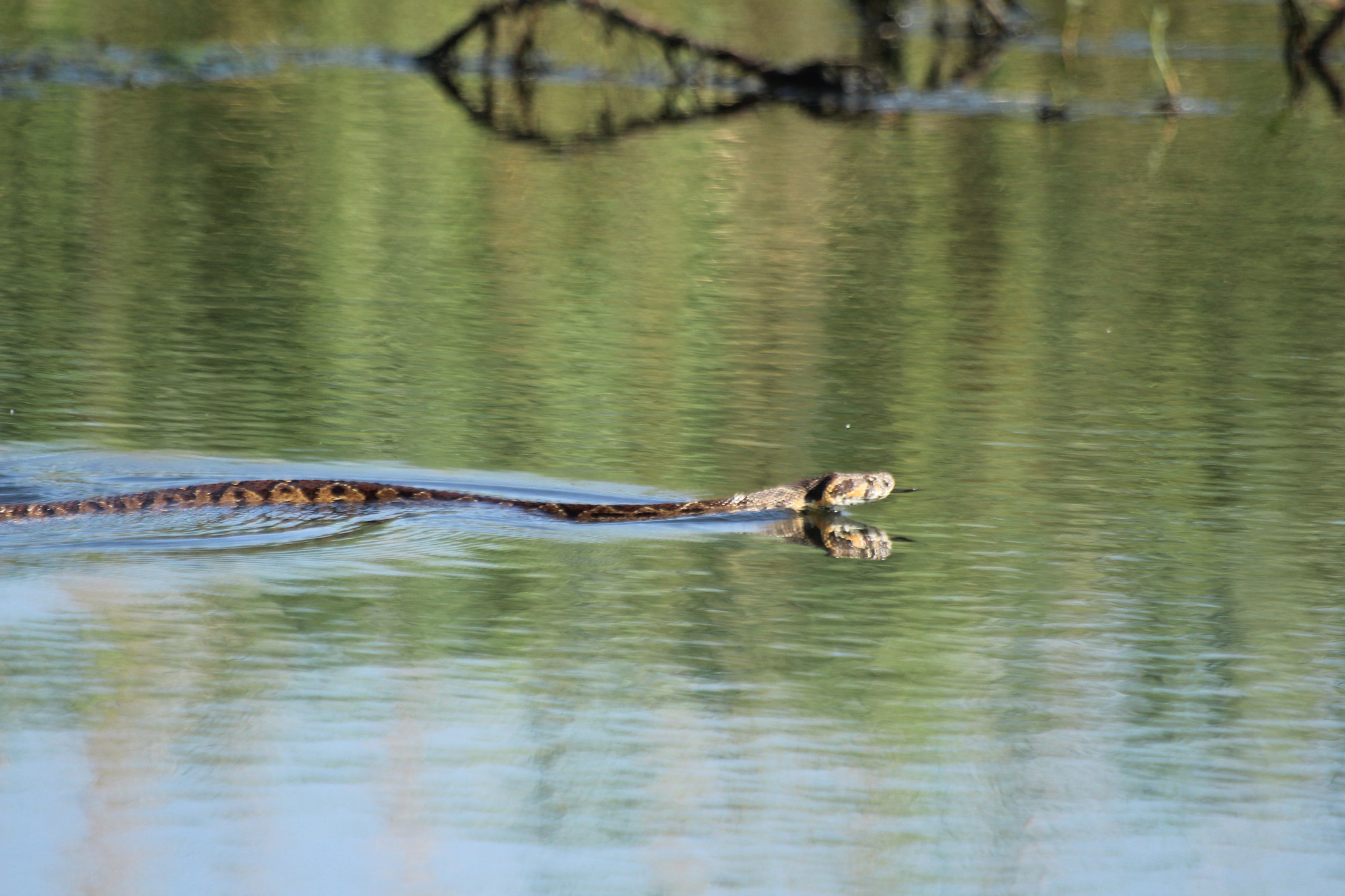 Sigma 70-300mm F4-5.6 APO DG Macro sample photo. Water snake photography