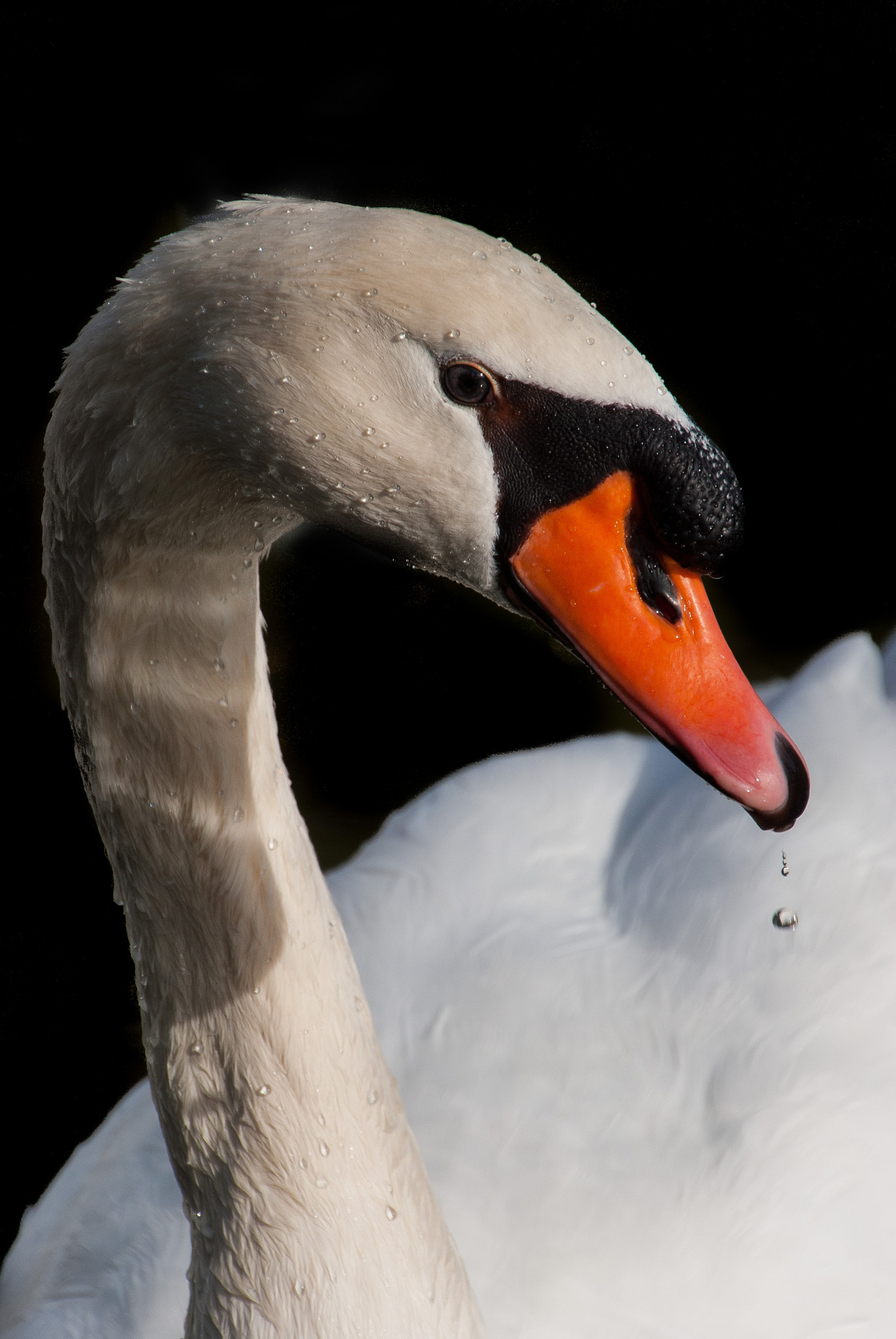 Nikon D60 sample photo. White swan photography