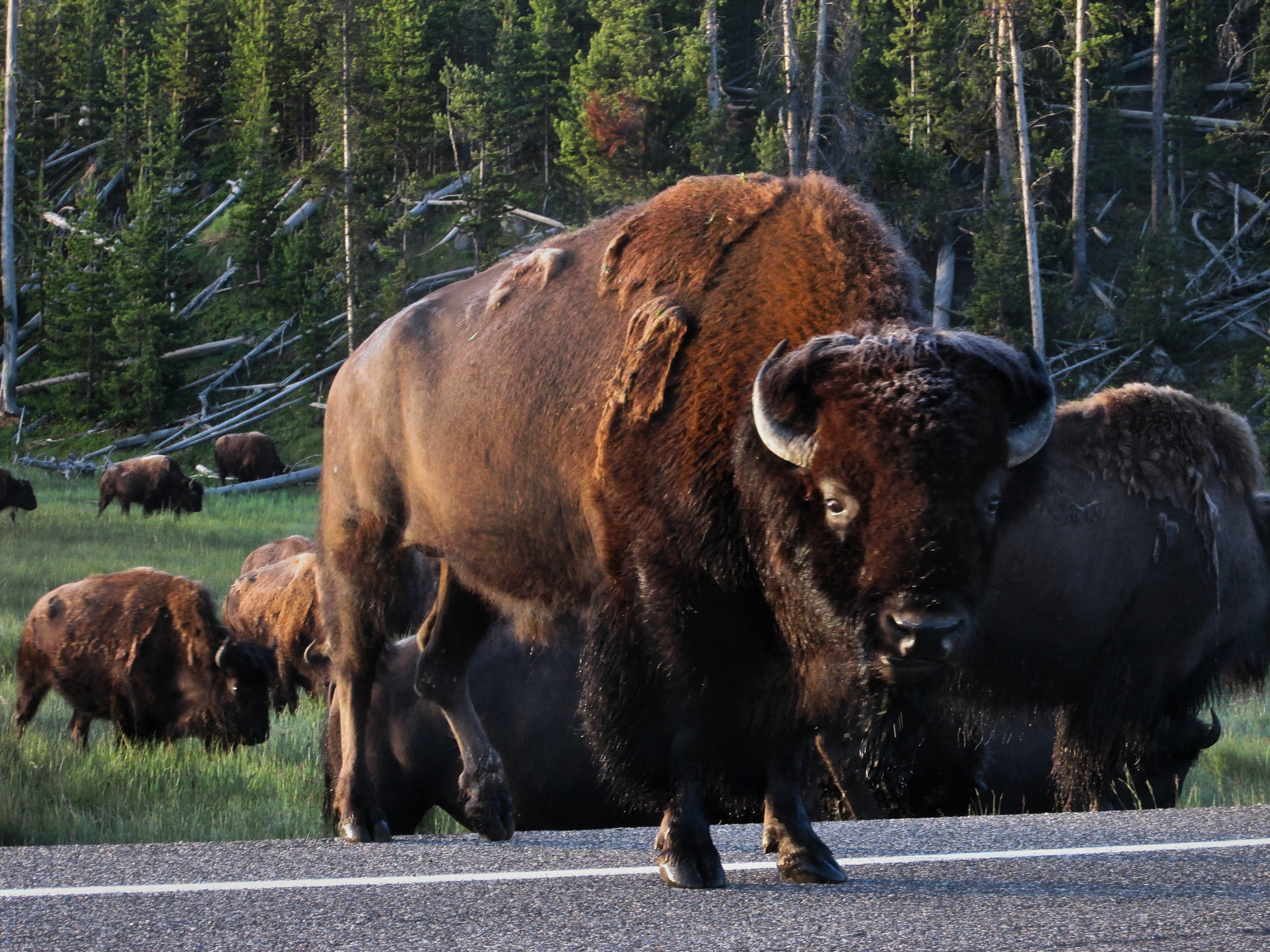 Canon PowerShot A2400 IS sample photo. Bison photography