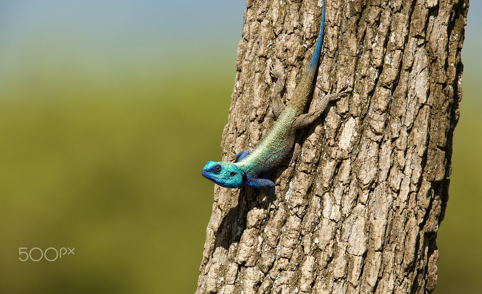 Canon EF 500mm F4L IS II USM sample photo. Blue photography