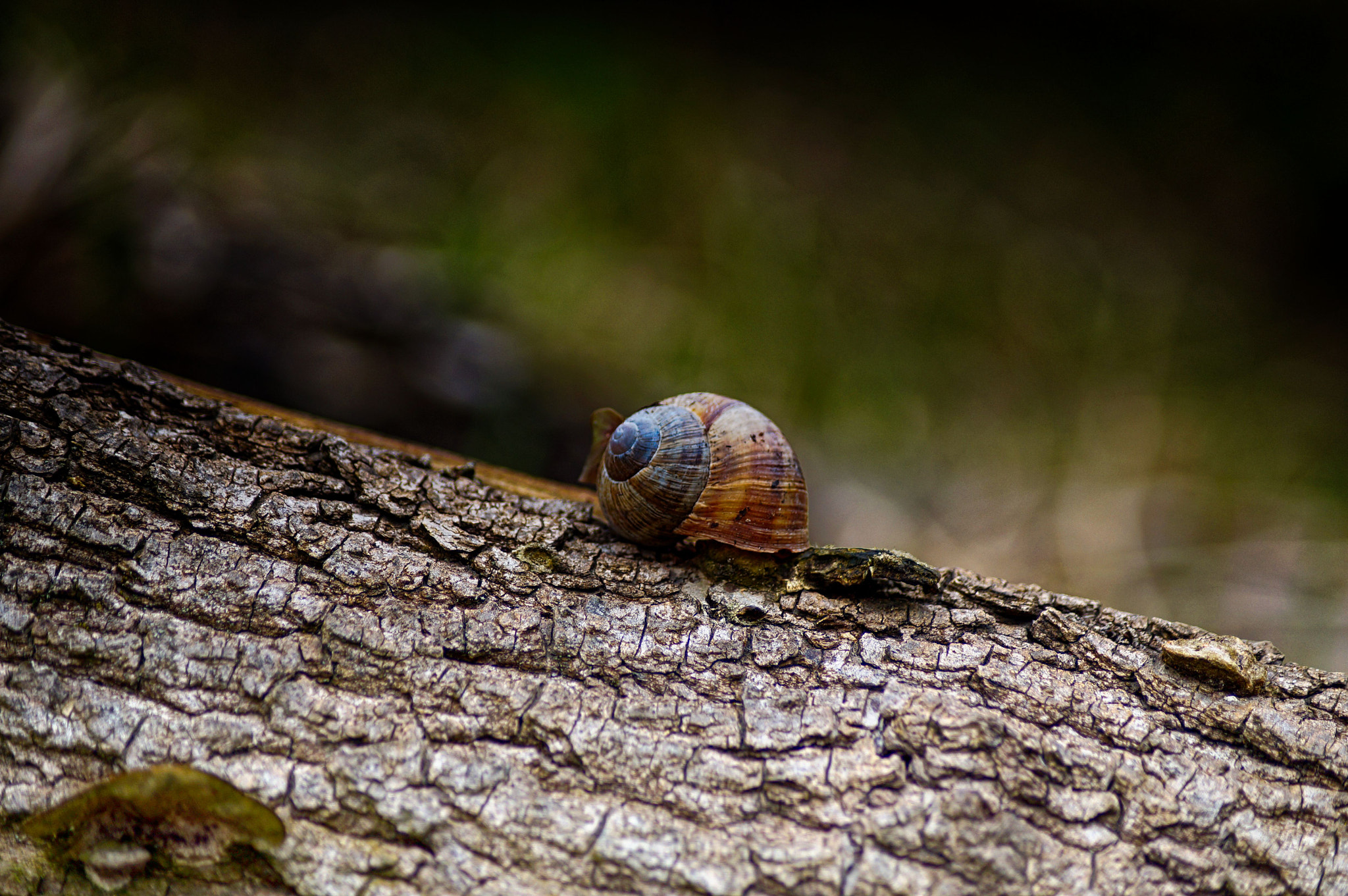 Sony SLT-A37 + Sony DT 55-200mm F4-5.6 SAM sample photo. Snail shell photography