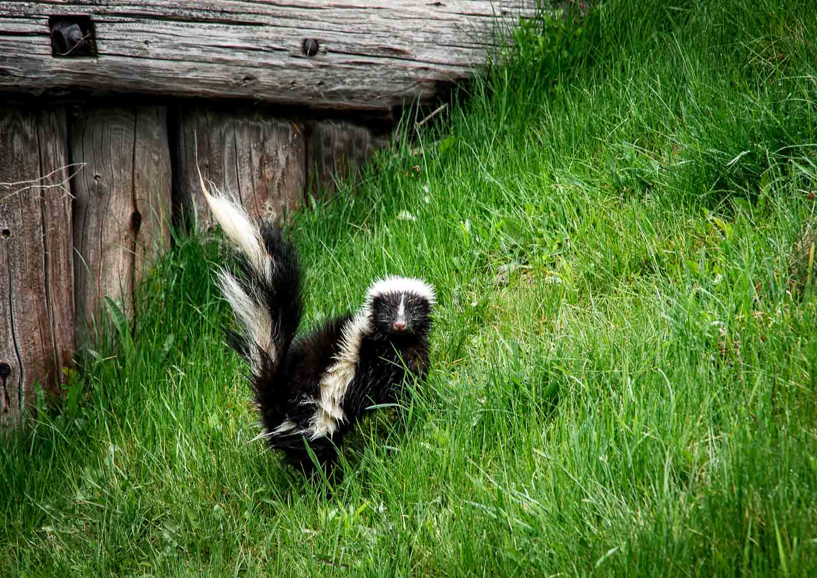Sony Alpha DSLR-A500 sample photo. Alert skunk photography