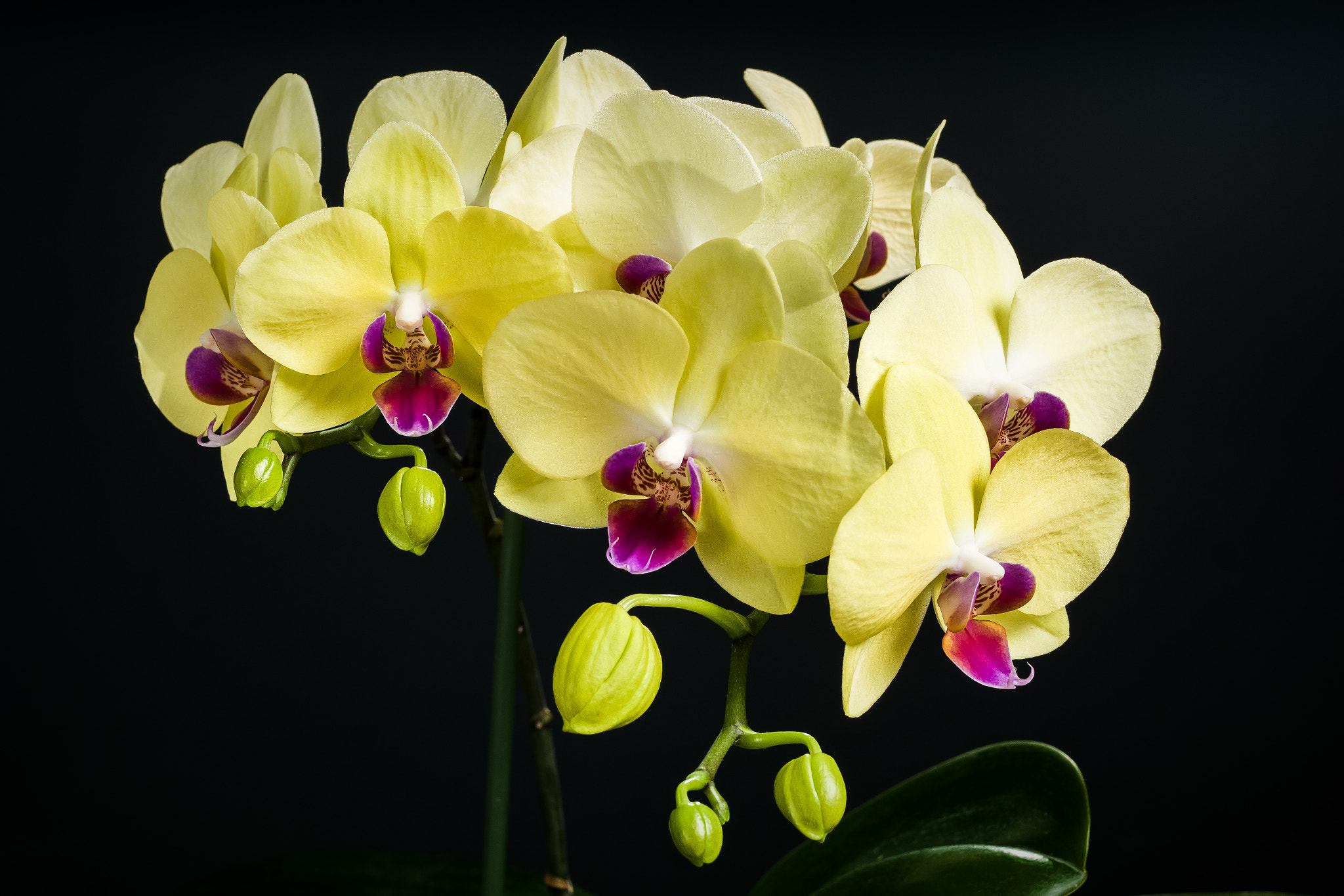 Sony Planar T* 50mm F1.4 ZA SSM sample photo. Yellow orchid photography