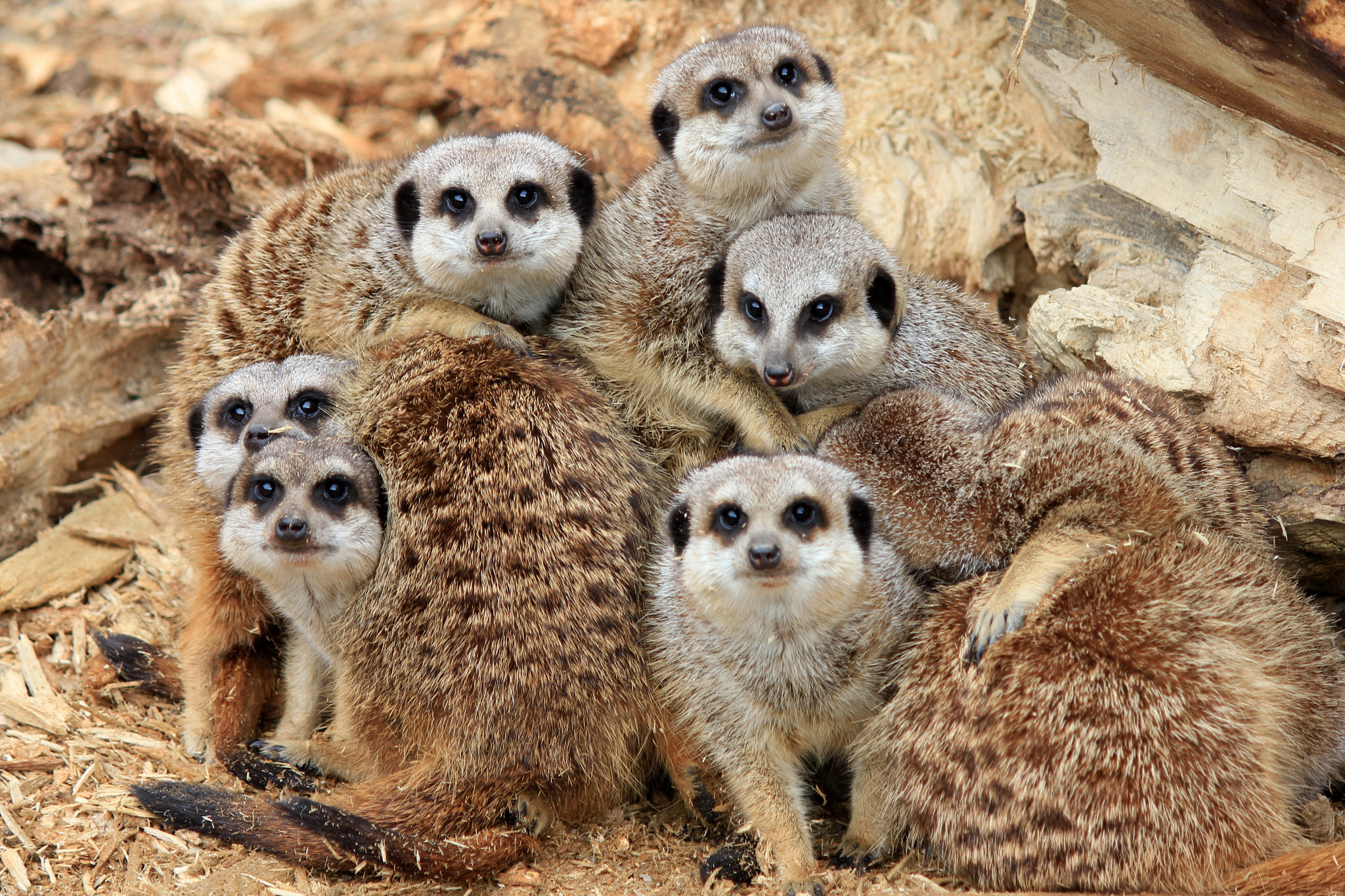 Canon EF-S 55-250mm F4-5.6 IS sample photo. Meerkat group hug photography