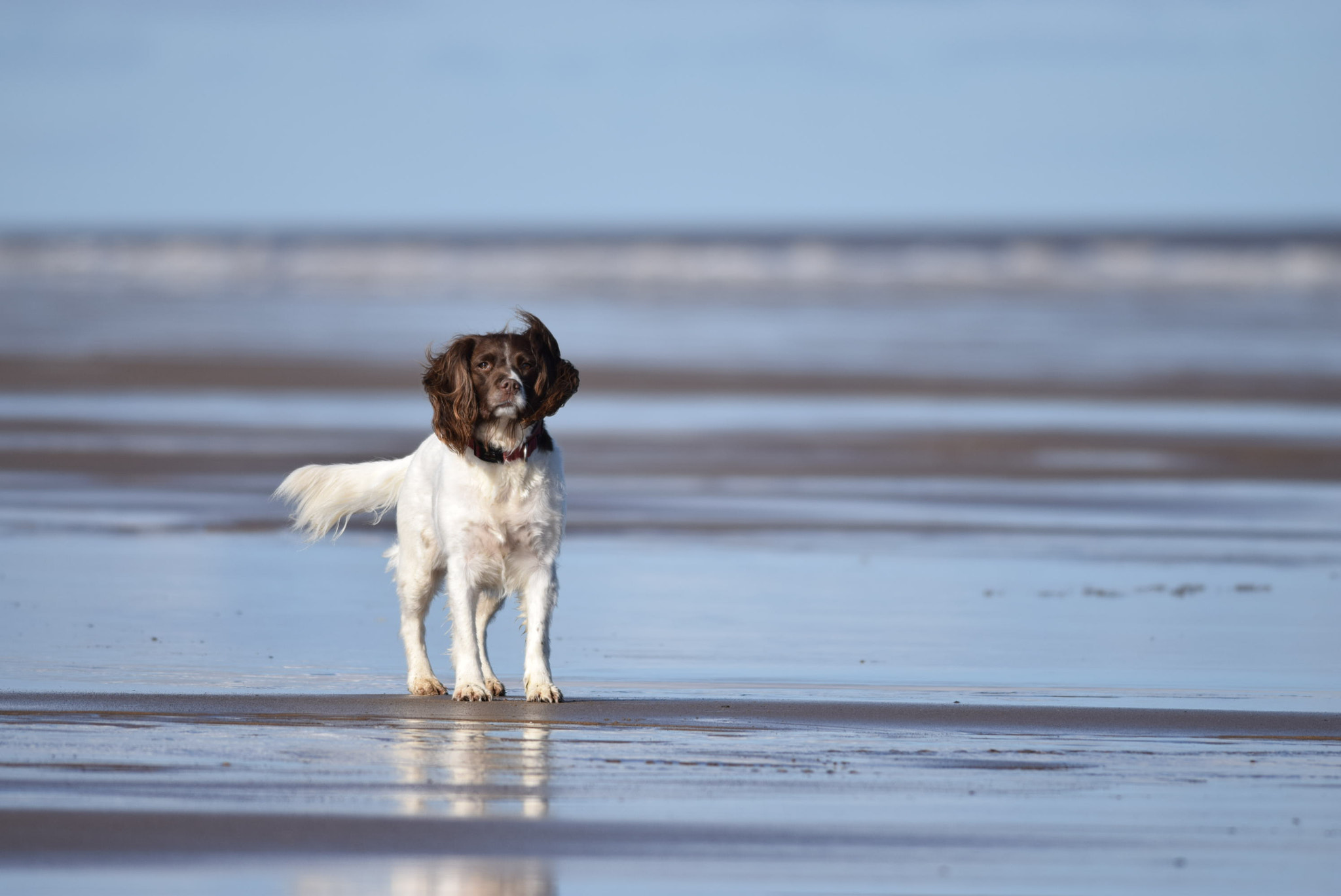 Nikon D5300 + Nikon AF-S Nikkor 300mm F4D ED-IF sample photo. Holly the springer spaniel  photography