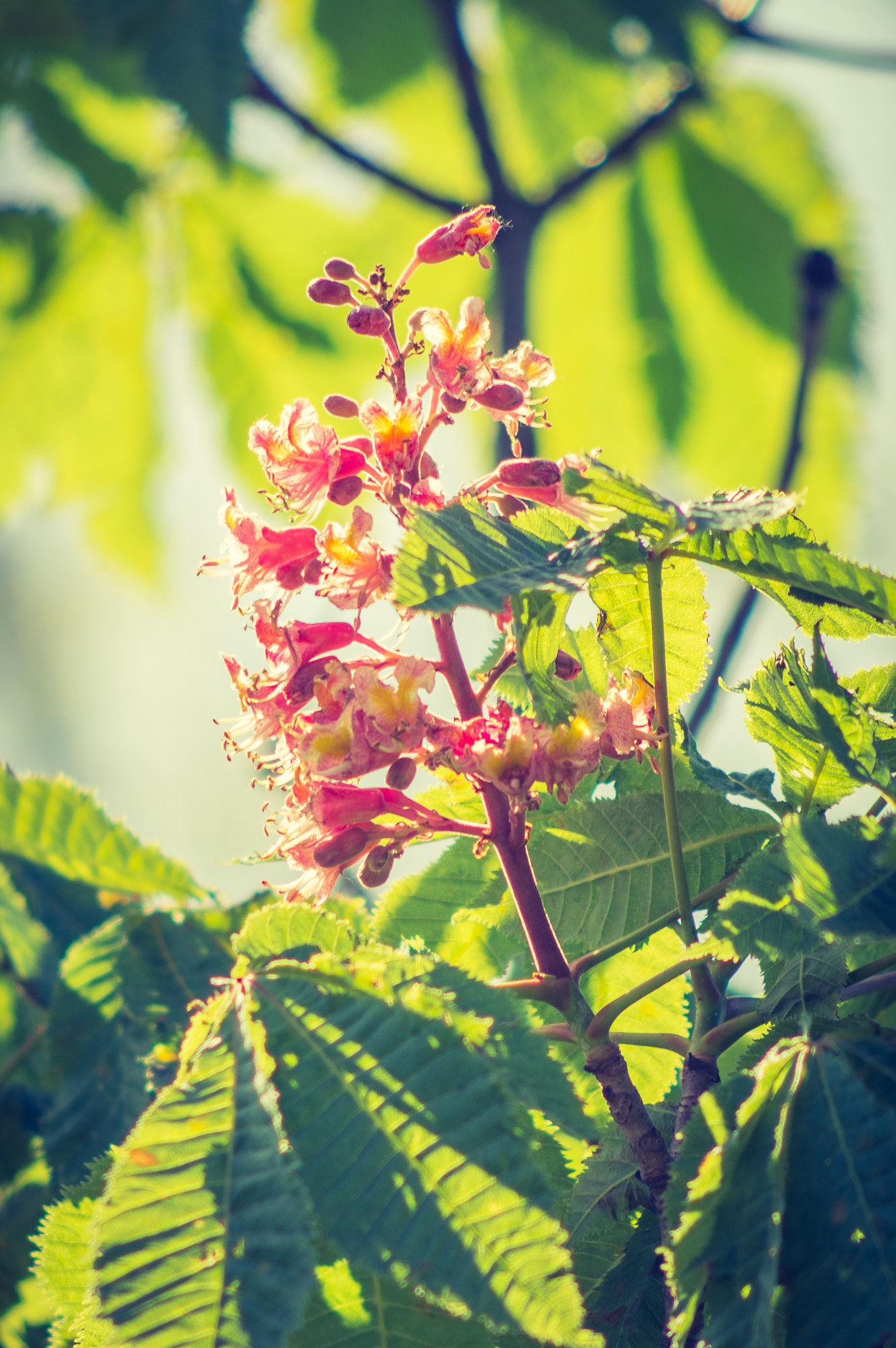 AF Nikkor 70-210mm f/4-5.6 sample photo. Chestnut blossom photography