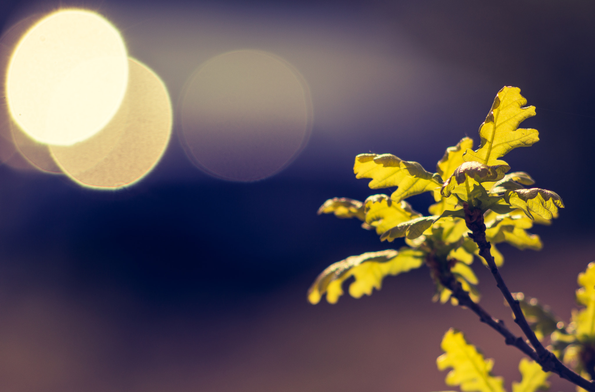 Nikon D3200 + AF Nikkor 70-210mm f/4-5.6 sample photo. Oak in the sun photography