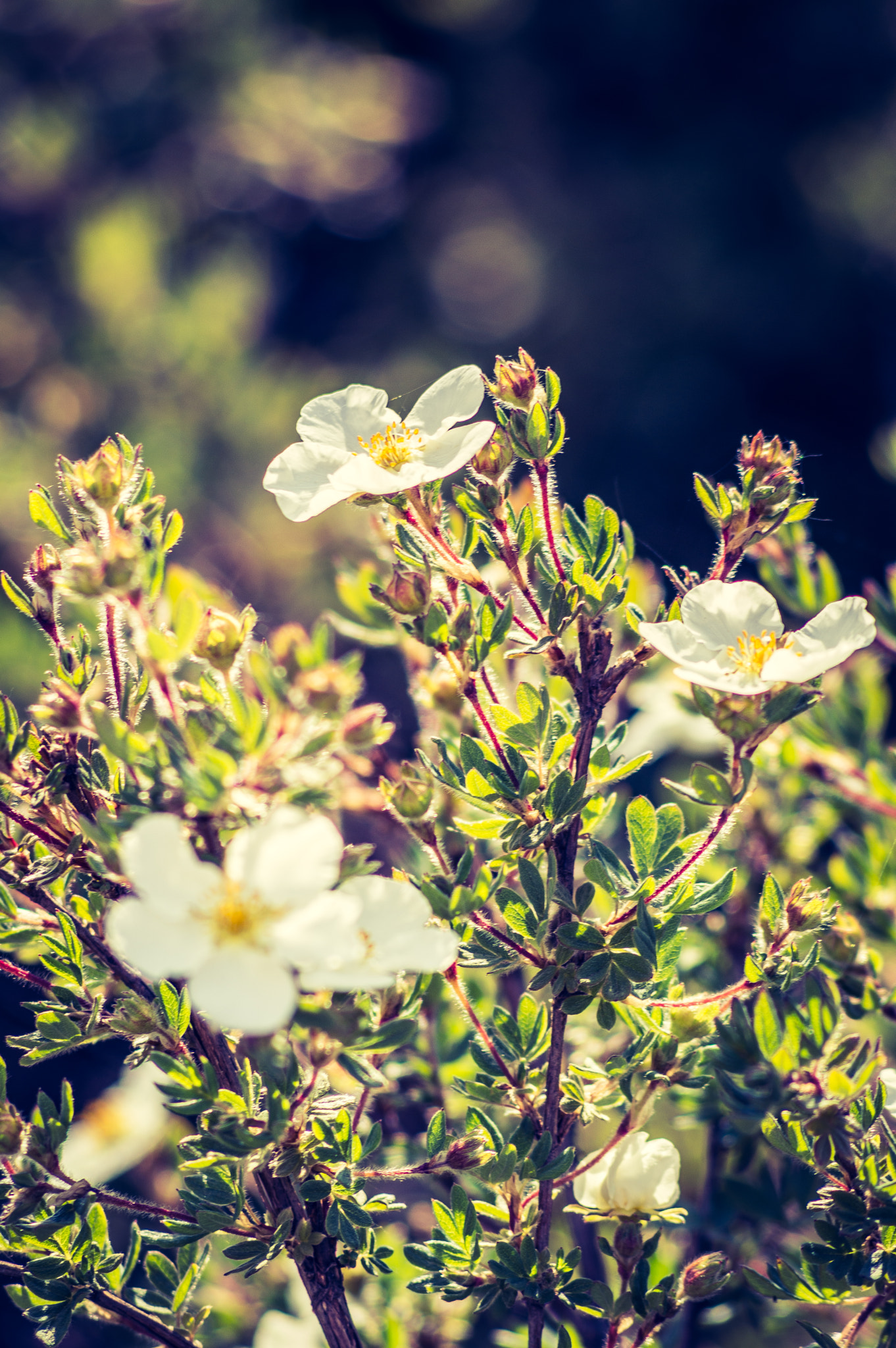 Nikon D3200 + AF Nikkor 70-210mm f/4-5.6 sample photo. Flowers at the lakeside photography