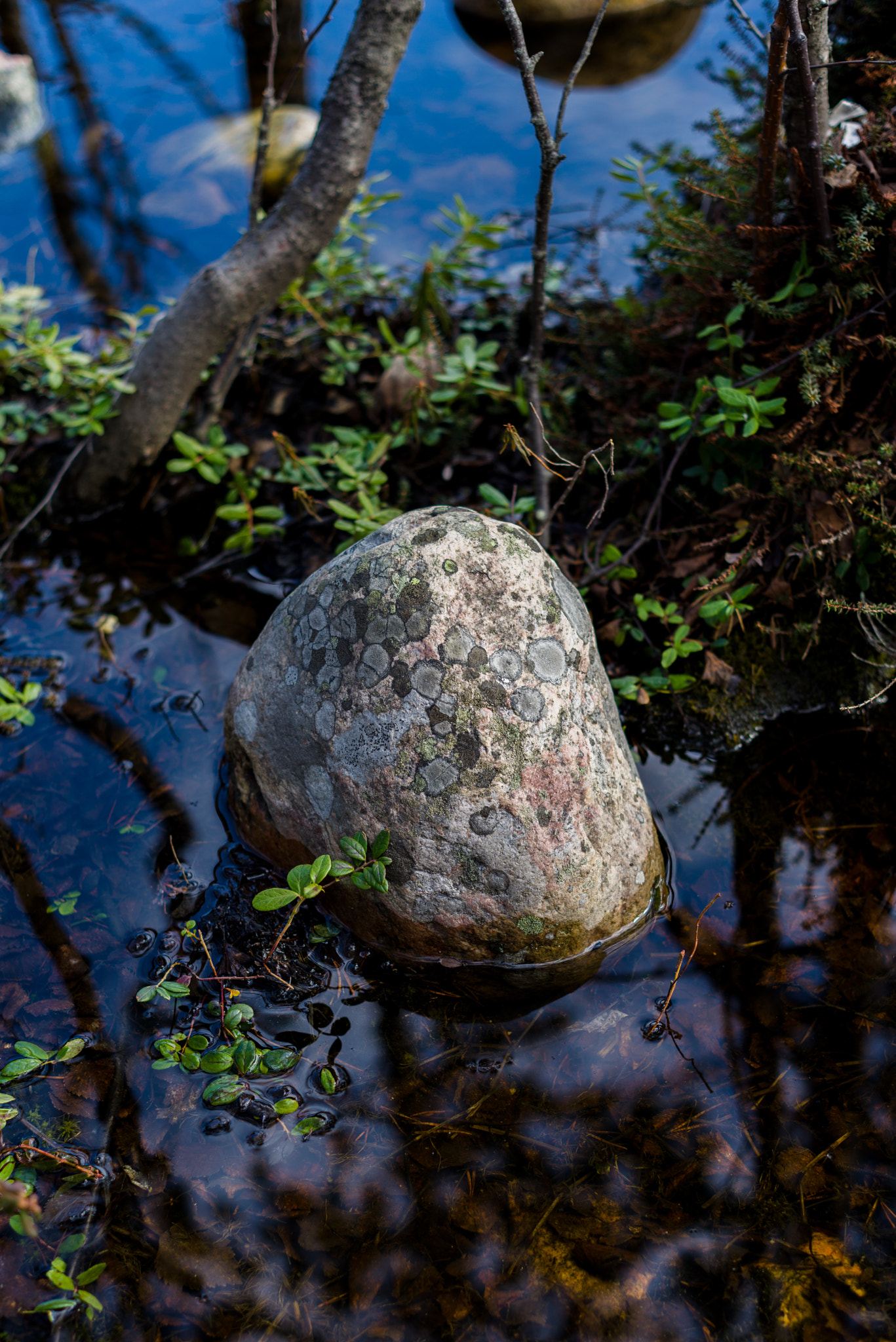 Sony a7R + E 50mm F2 sample photo. Stone in the forest photography