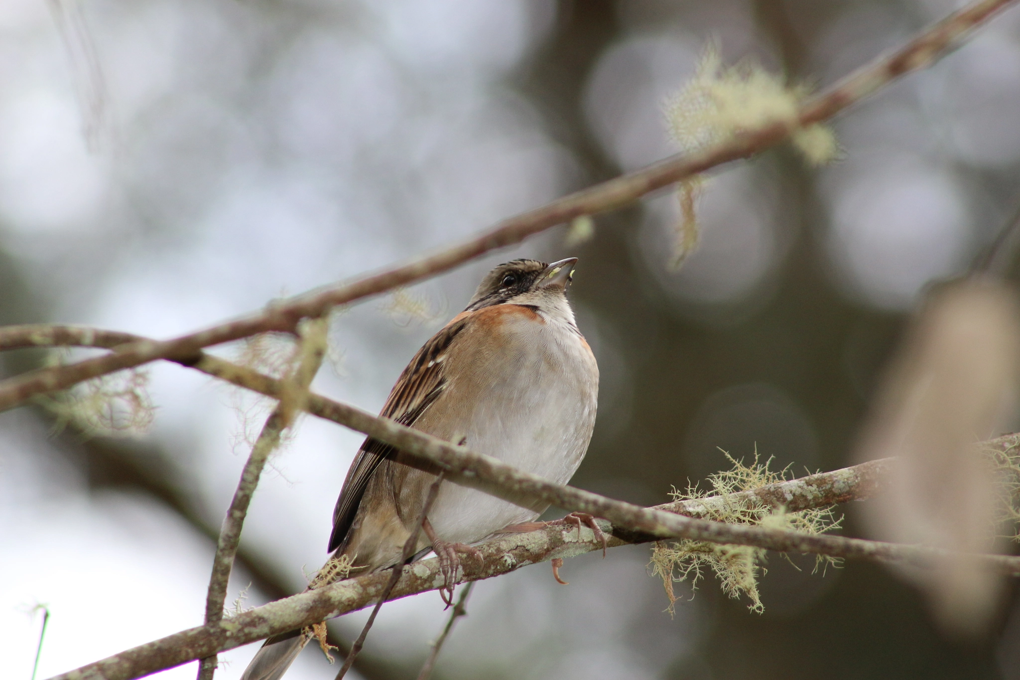 Canon EF 75-300mm f/4-5.6 USM sample photo. Rufous-collared sparrow photography