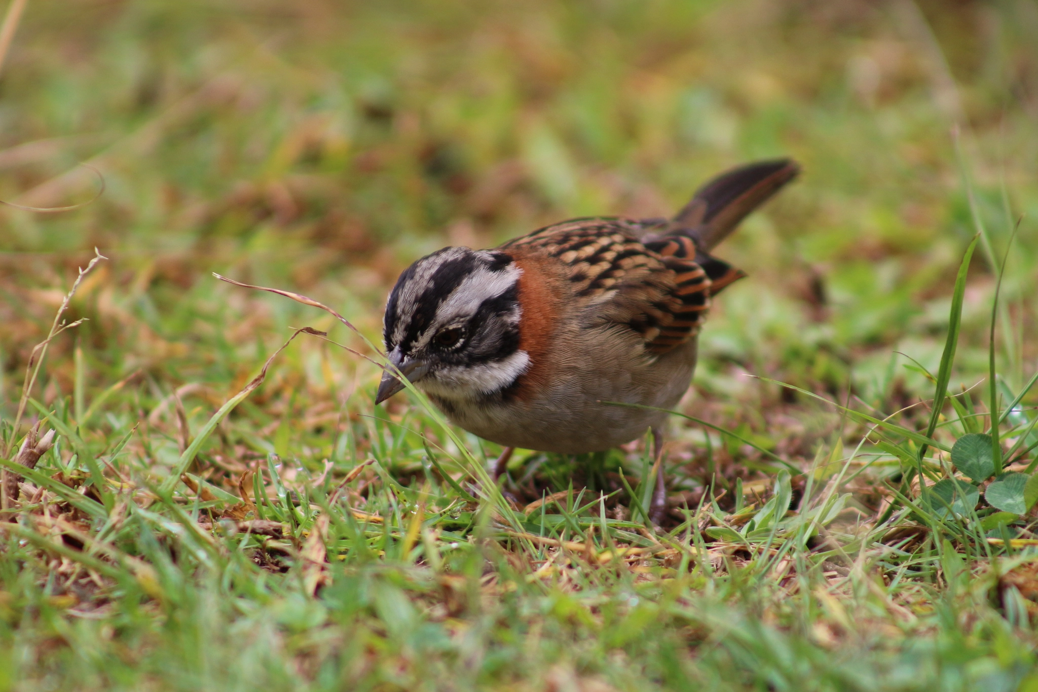 Canon EF 75-300mm f/4-5.6 USM sample photo. Rufous-collared sparrow photography