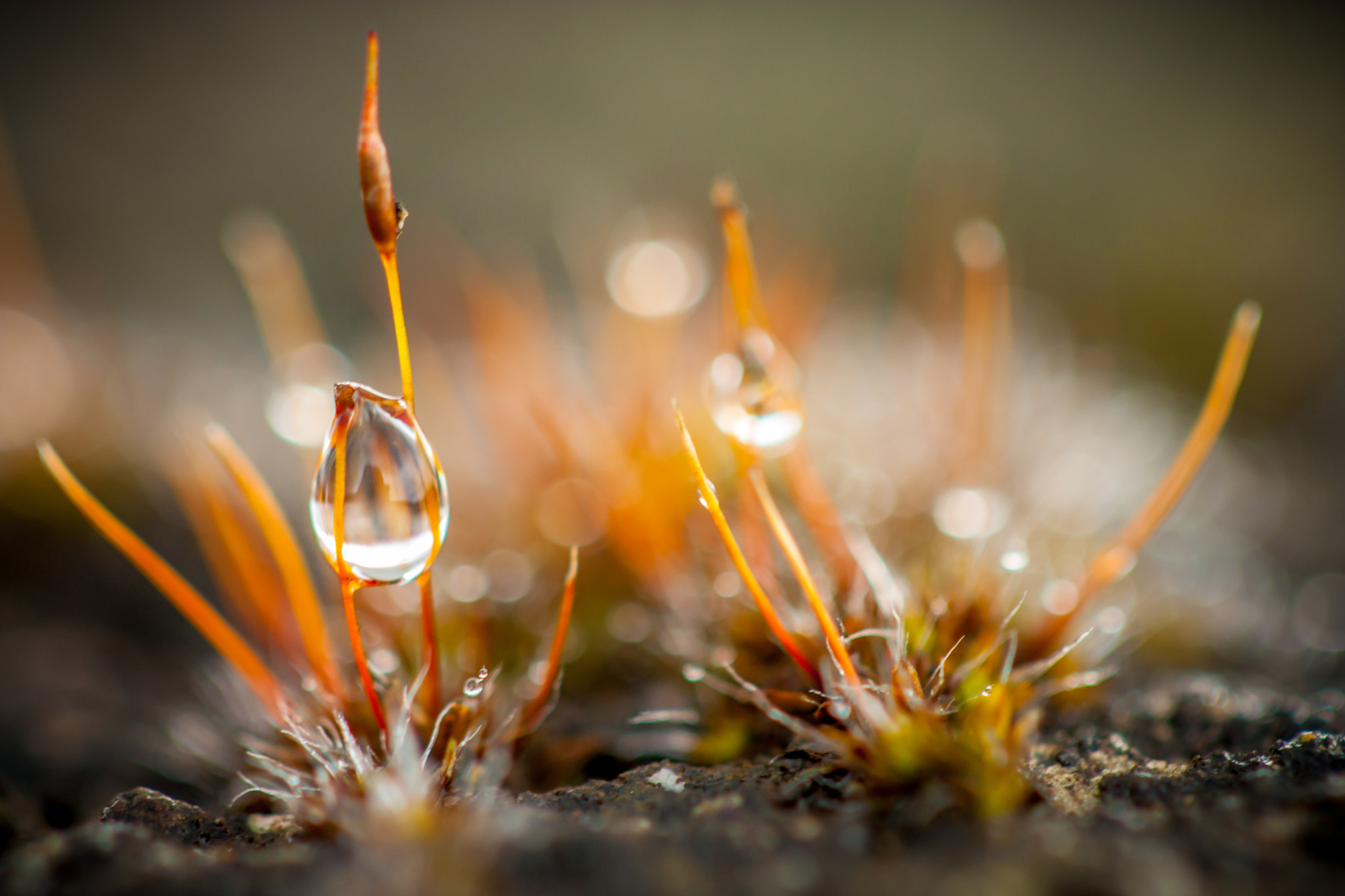 Canon EF 100mm F2.8 Macro USM sample photo. Simple photography