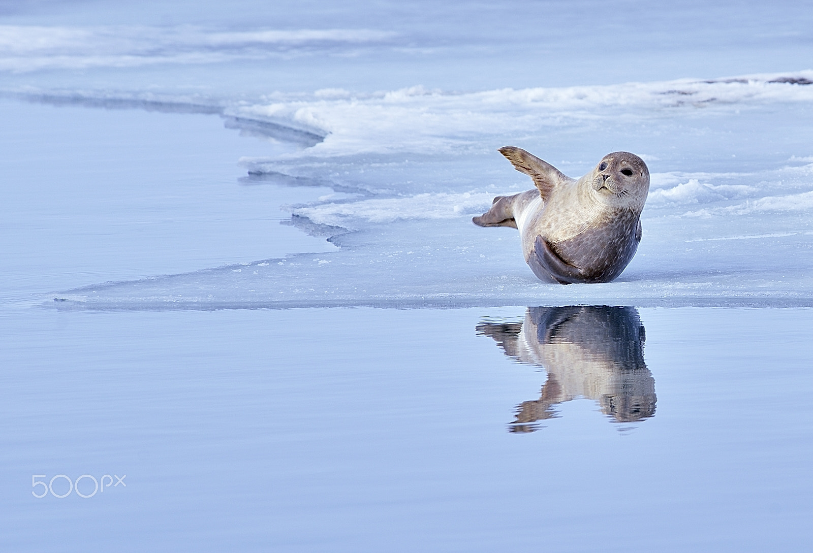 Nikon D800E sample photo. Waving seal photography