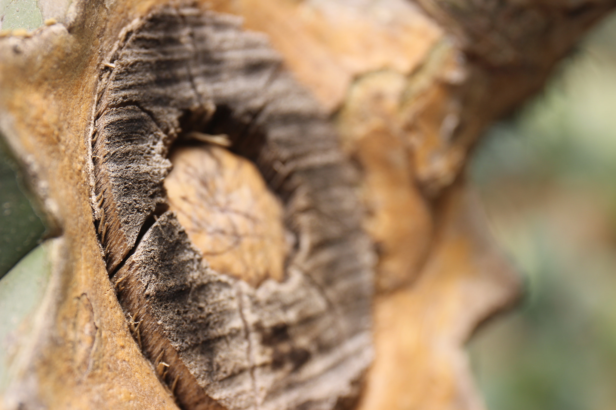 Canon EF 24-70mm F4L IS USM sample photo. Desert photography