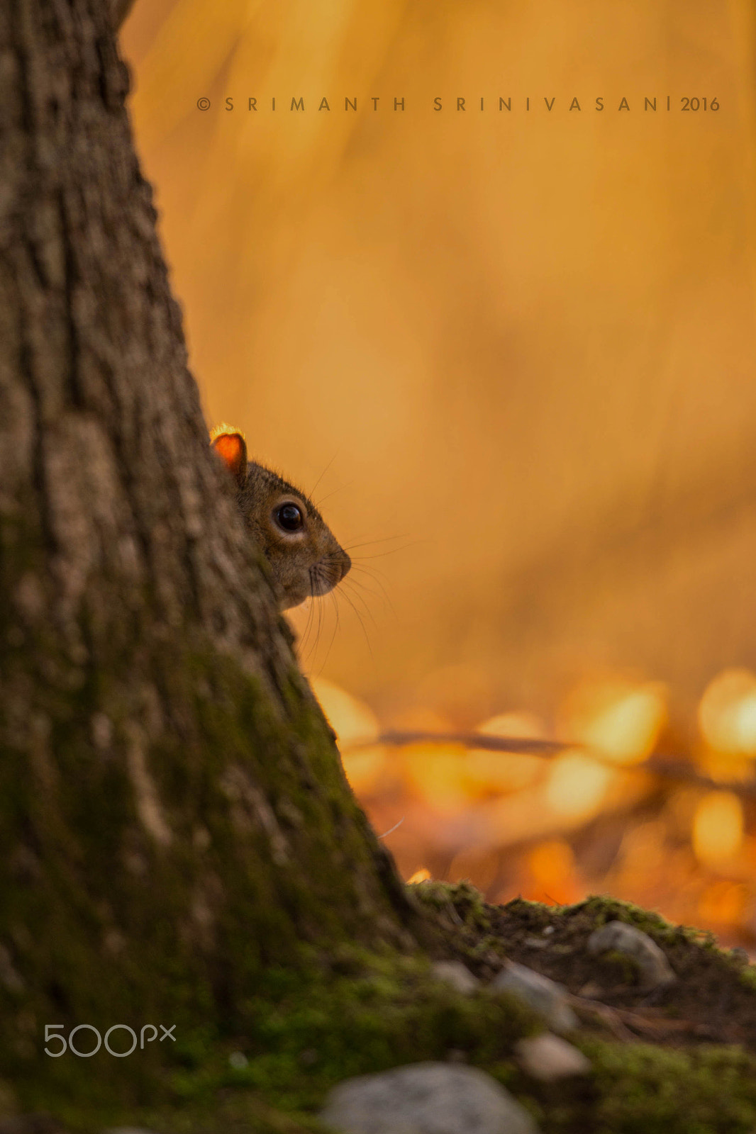 Nikon AF-S Nikkor 600mm F4G ED VR sample photo. Woburn, massachusetts, usa | 28-feb-16 photography