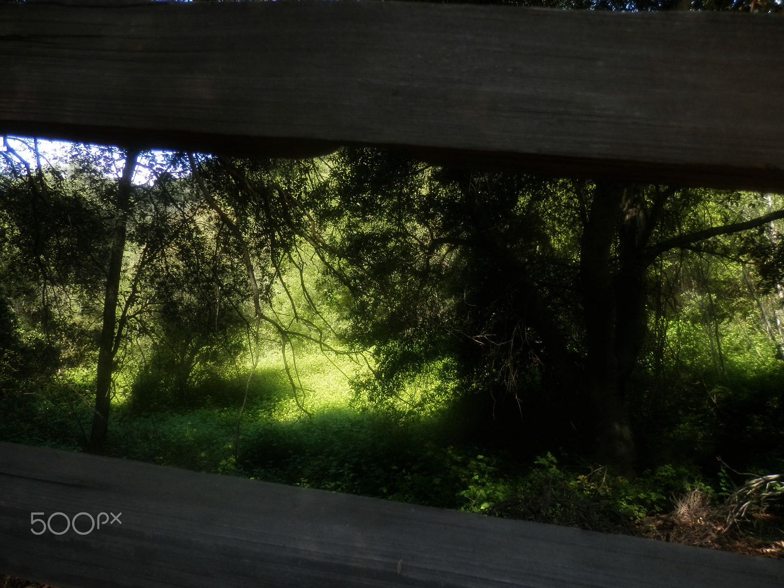 Olympus SZ-12 sample photo. Between the wooden fence photography