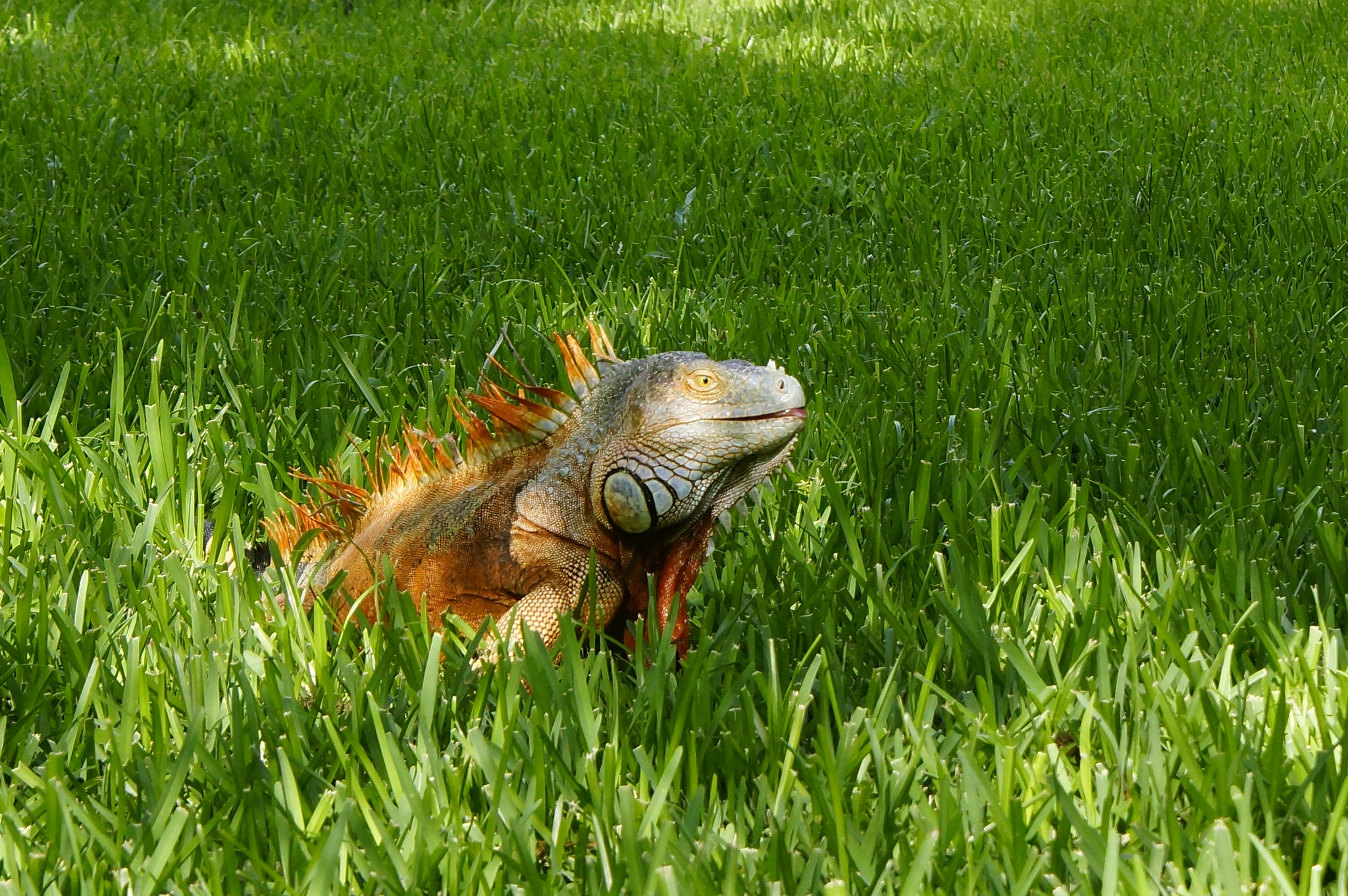 Sony DT 18-70mm F3.5-5.6 sample photo. Iguana jardín botánico. photography