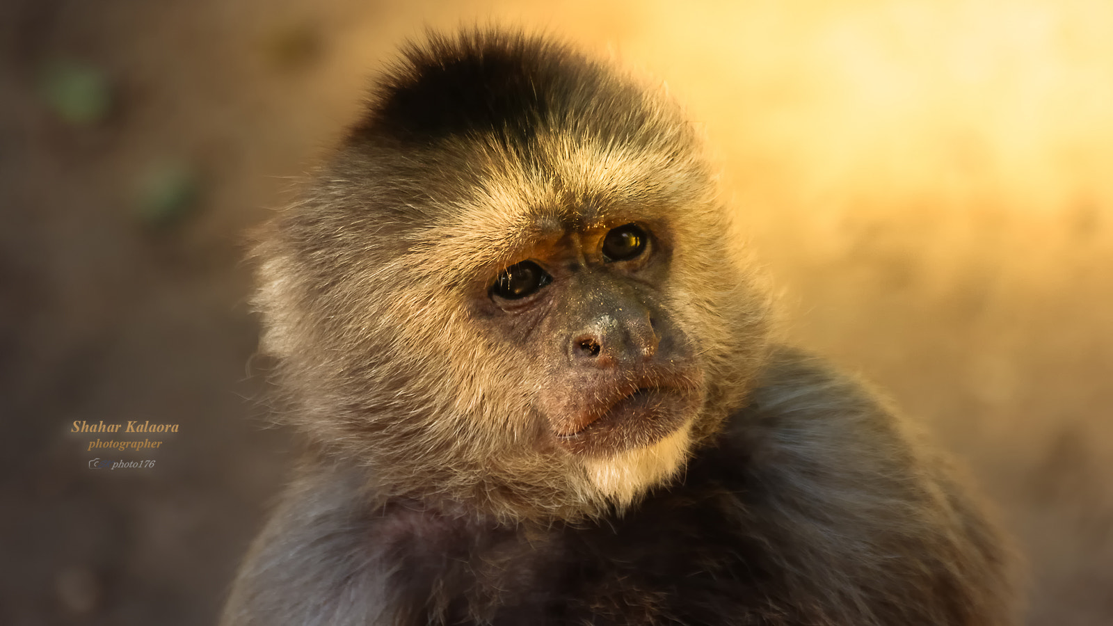 Tamron SP 35mm F1.8 Di VC USD sample photo. Monkey photography