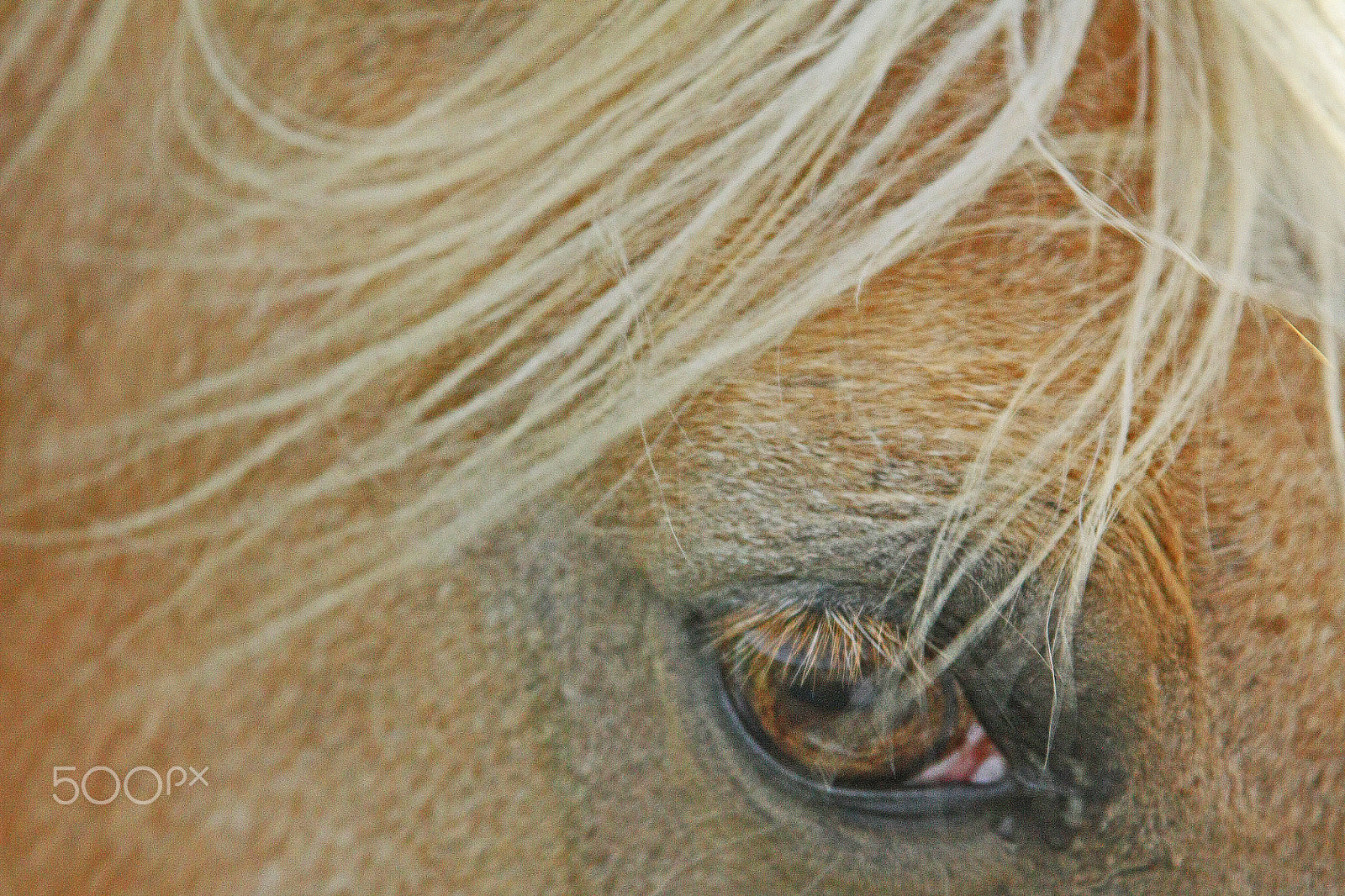 Canon EOS 450D (EOS Rebel XSi / EOS Kiss X2) sample photo. Horse eye photography
