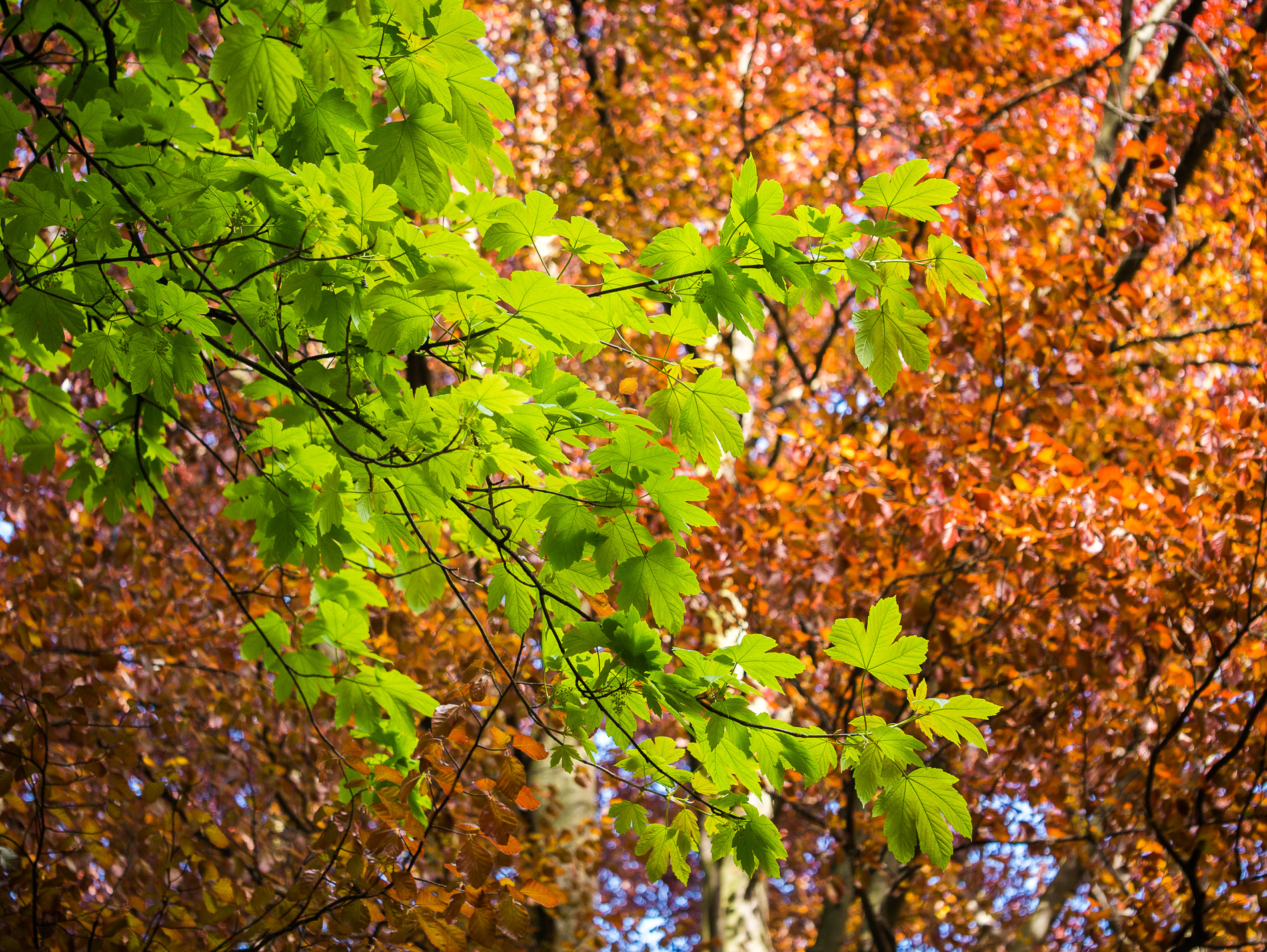 Panasonic Leica DG Macro-Elmarit 45mm F2.8 ASPH OIS sample photo. Spring and autumn photography