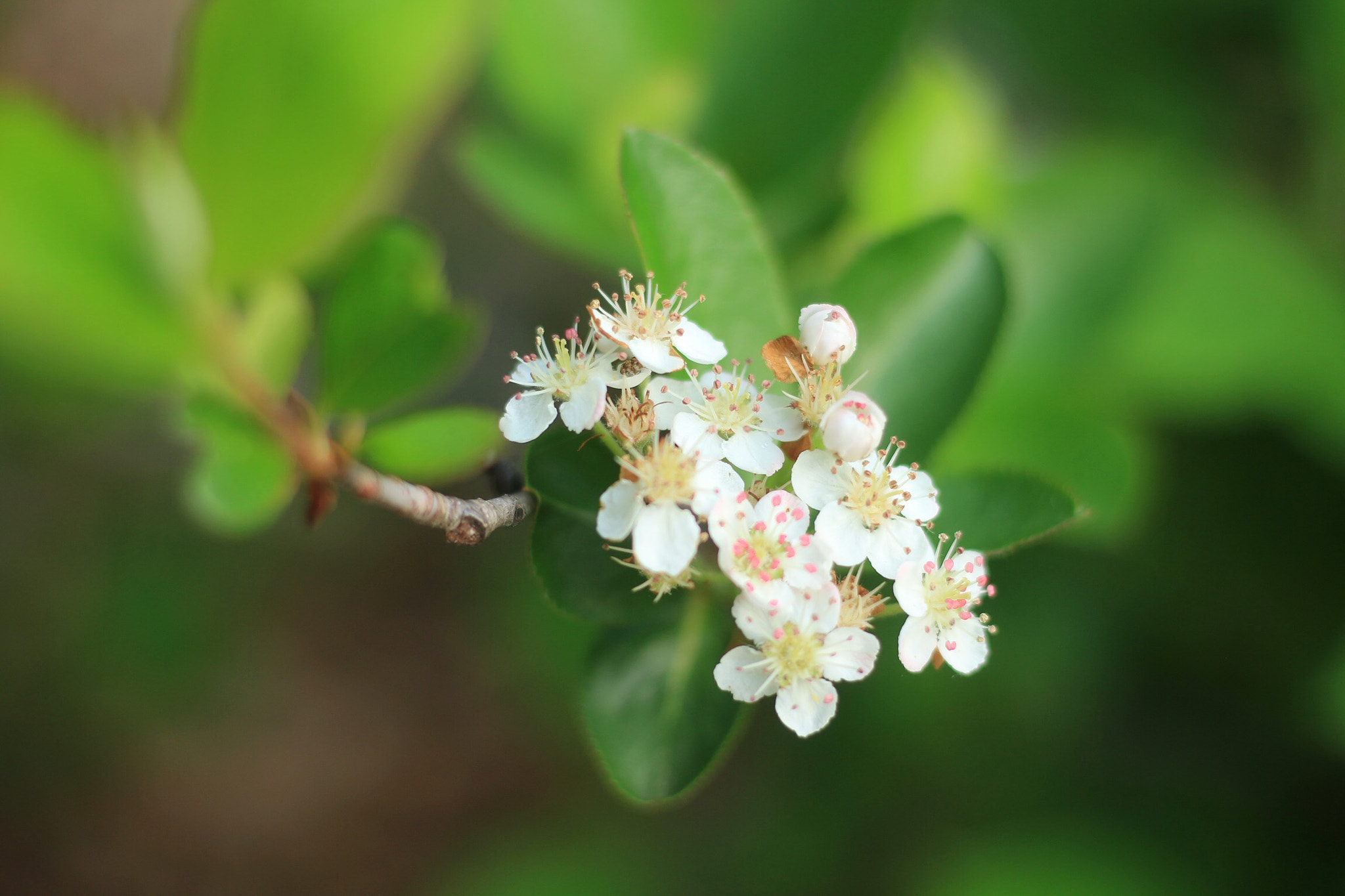 Canon EOS M + Canon EF 50mm F1.8 STM sample photo