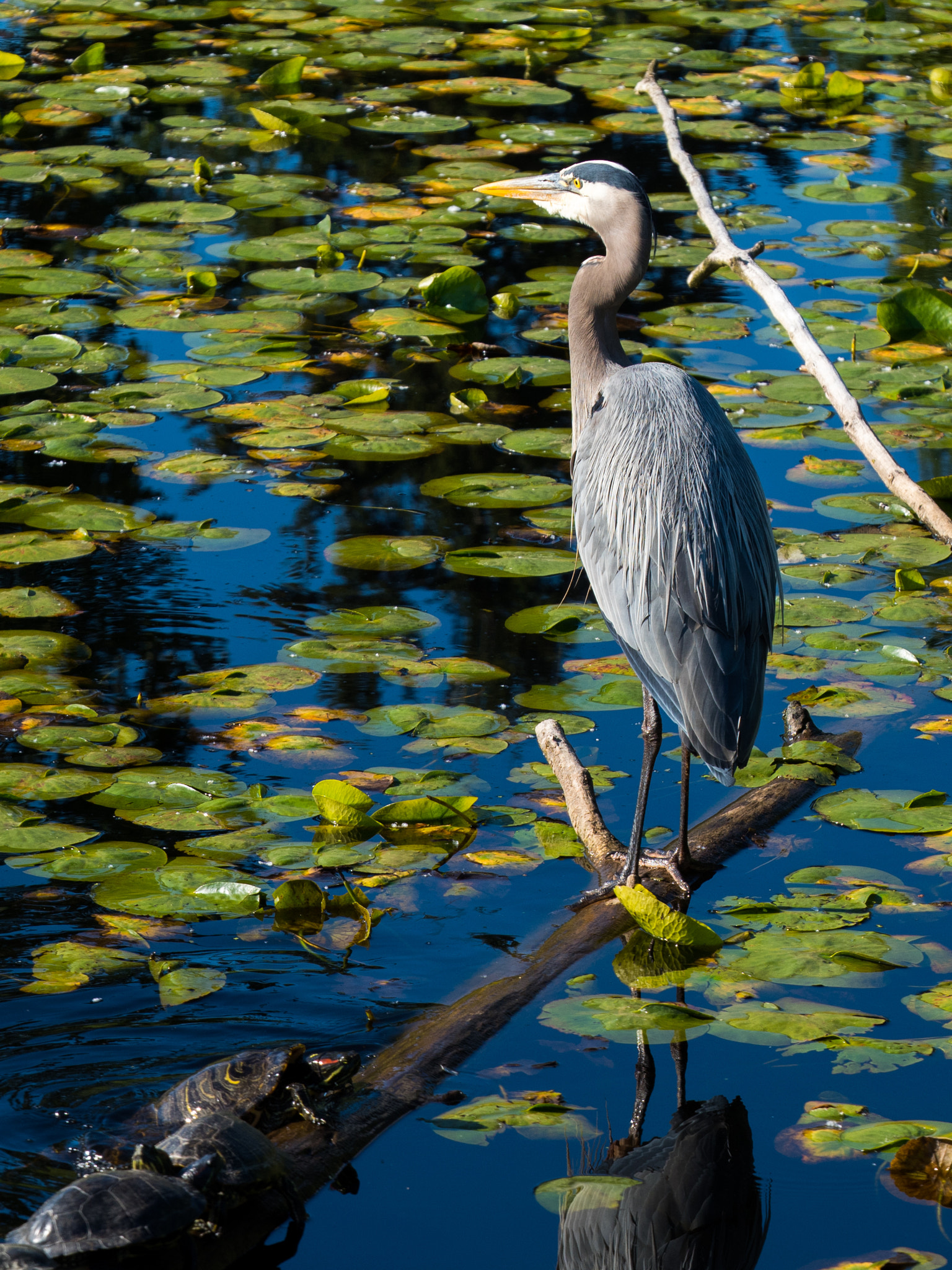 Panasonic Lumix G X Vario 35-100mm F2.8 OIS sample photo. Heron and turtles photography