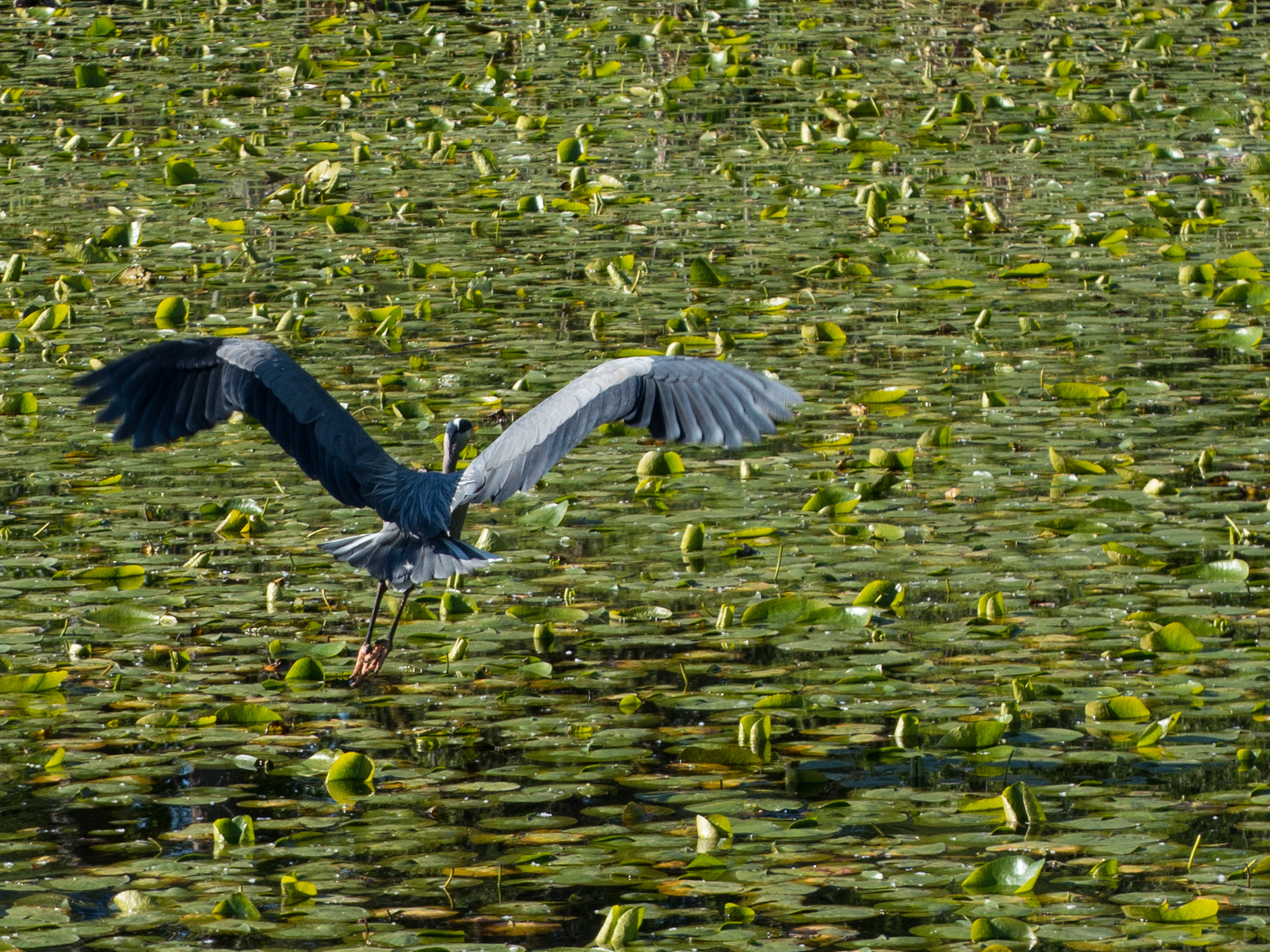 Panasonic Lumix G X Vario 35-100mm F2.8 OIS sample photo. Heron over lily pads photography