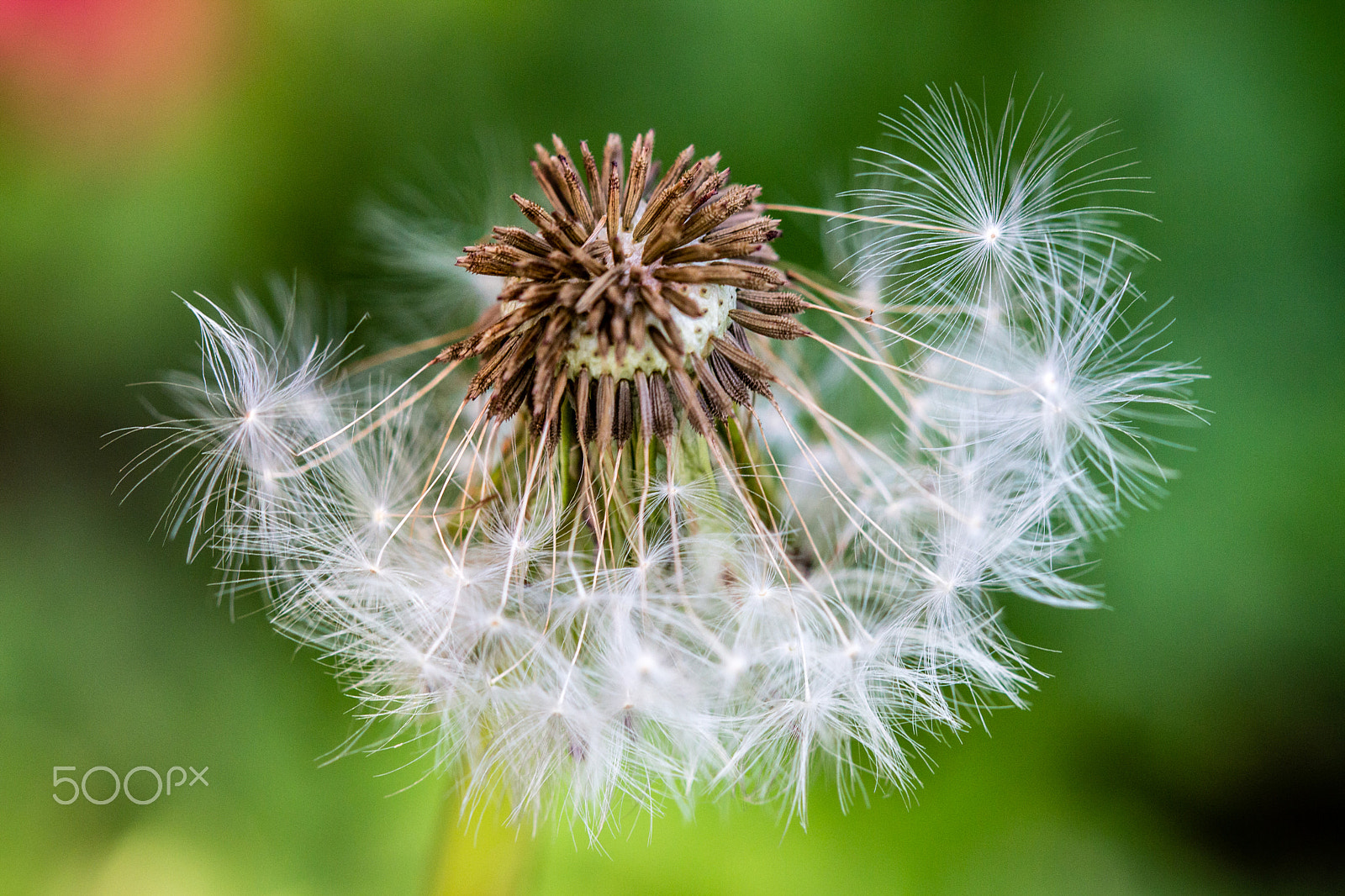Canon EF 100mm F2.8 Macro USM sample photo. Used and abused photography