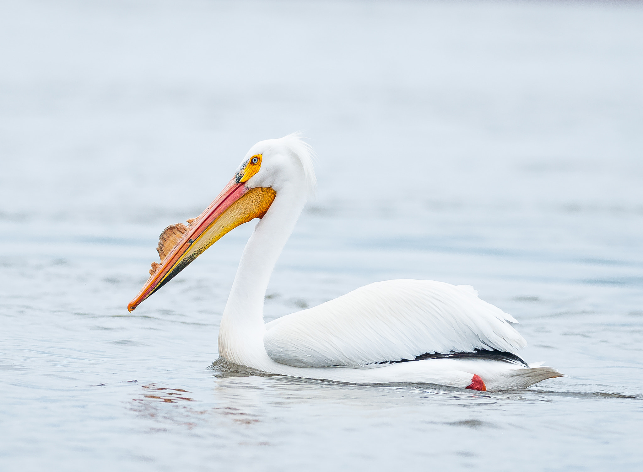Nikon D300S + Nikon AF-S Nikkor 300mm F4D ED-IF sample photo. American white pelican photography