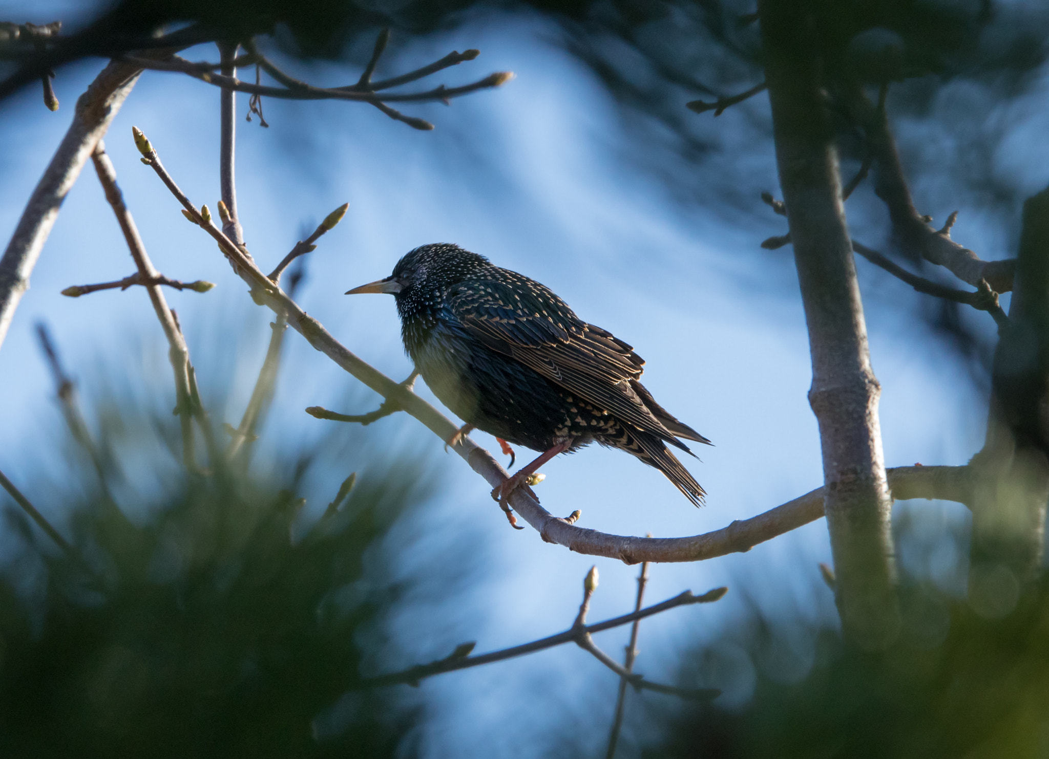 Sigma 70-200mm F2.8 EX DG OS HSM sample photo. Sturnus vulgaris, common starling, stari photography