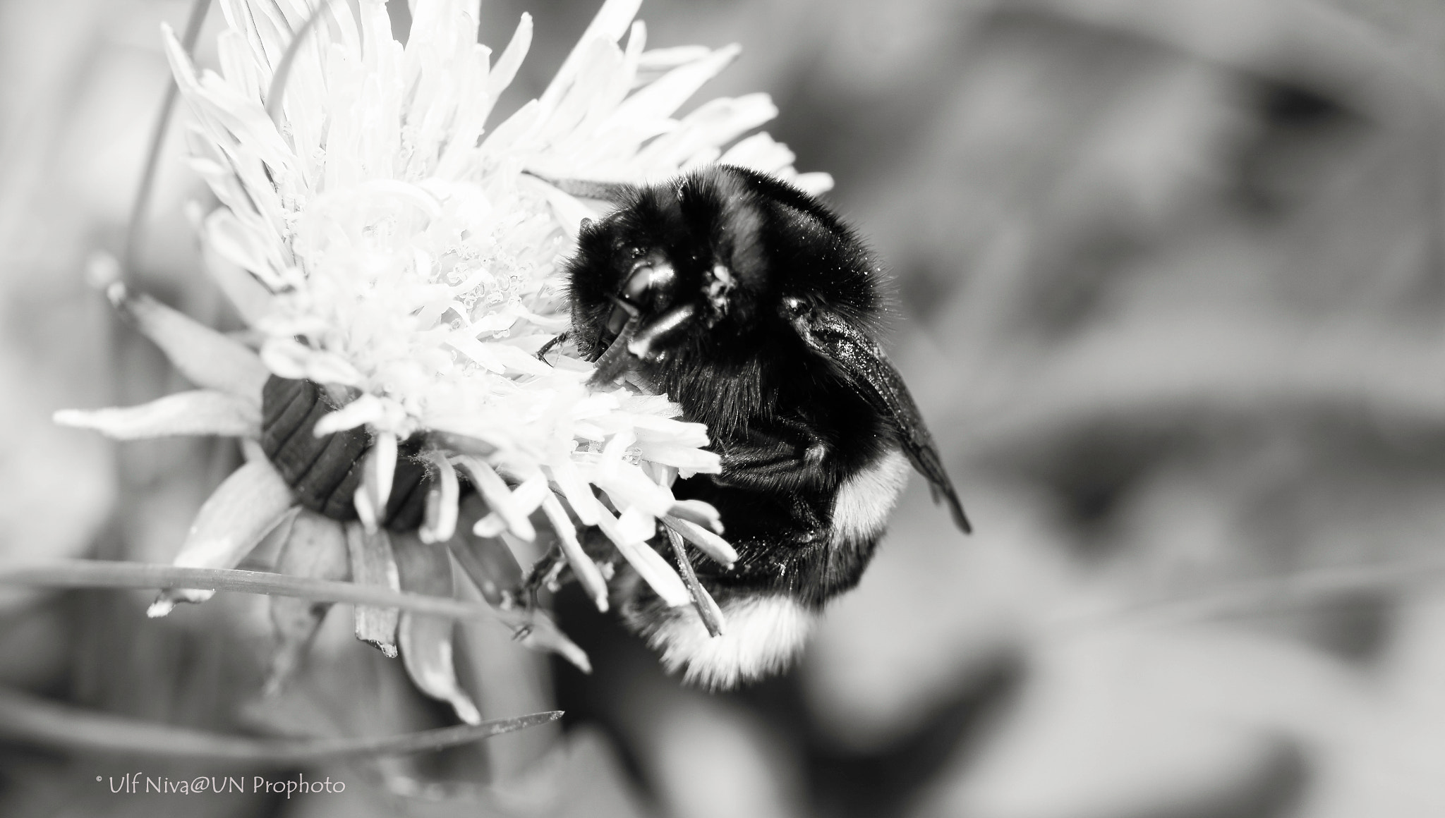 Sony ILCA-77M2 + 90mm F2.8 Macro SSM sample photo. B6w bumlebee macro photography