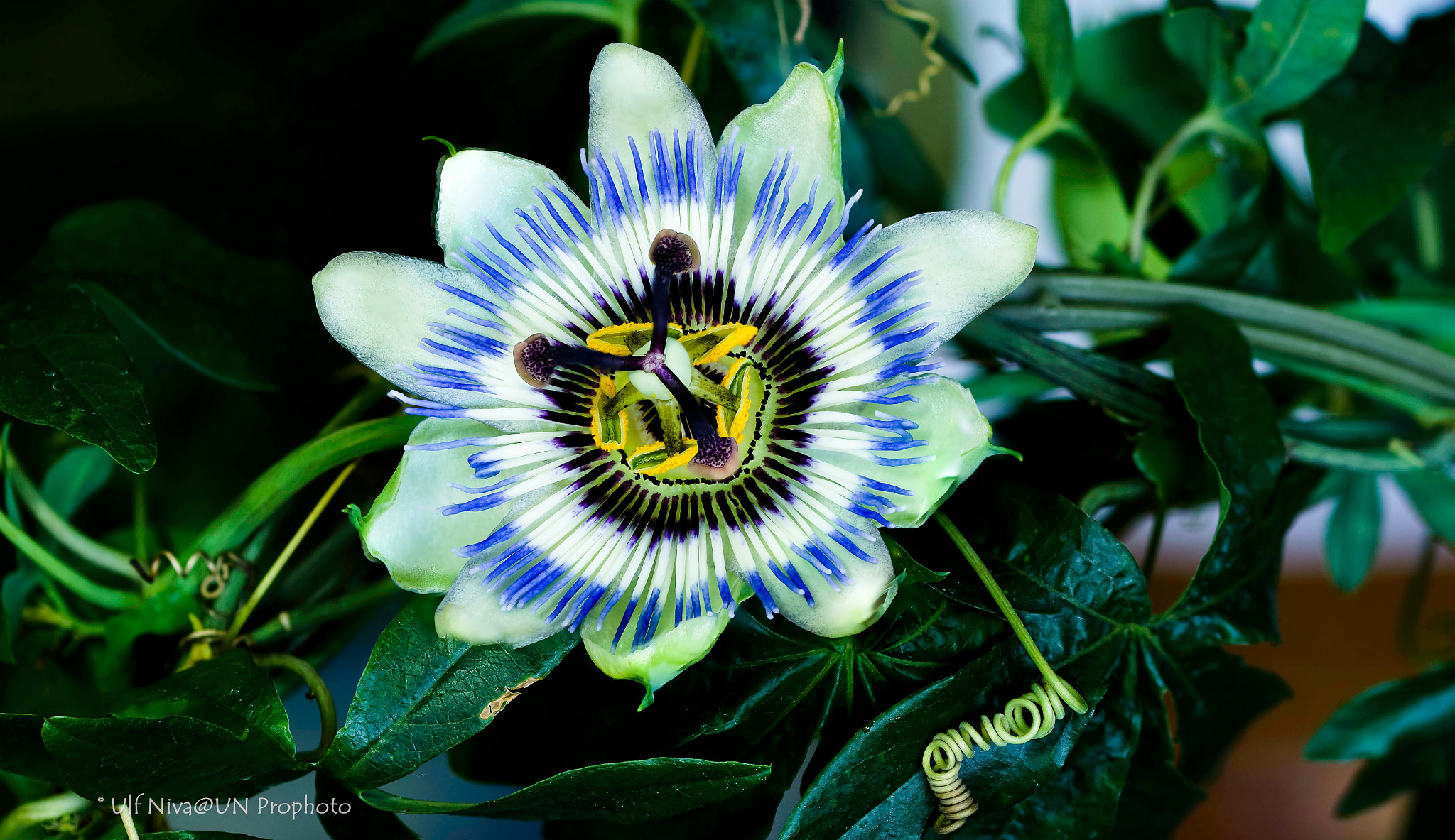 Sony ILCA-77M2 + 90mm F2.8 Macro SSM sample photo. Passion flower in macro photography