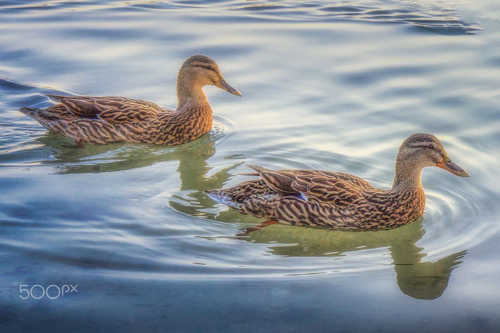 Canon EOS 600D (Rebel EOS T3i / EOS Kiss X5) + Canon EF 16-35mm F4L IS USM sample photo. Mother duck says quack quack quack photography