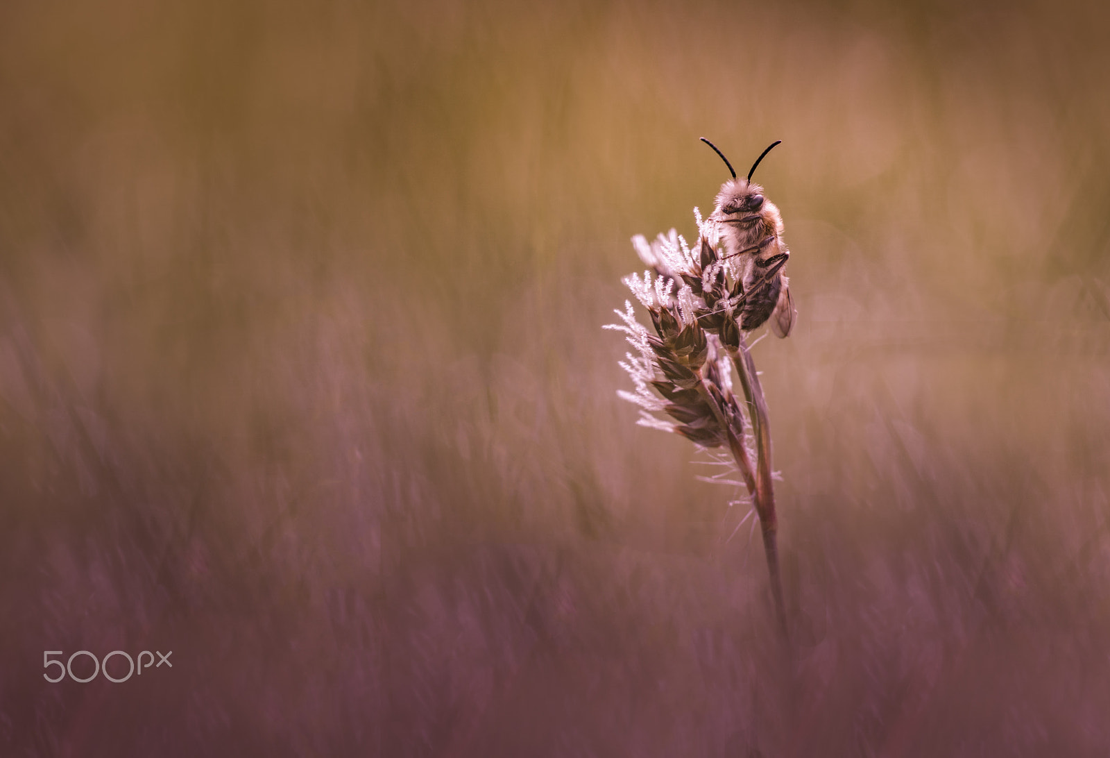 Sony ILCA-77M2 + Sony 100mm F2.8 Macro sample photo. Solitary bee on top photography