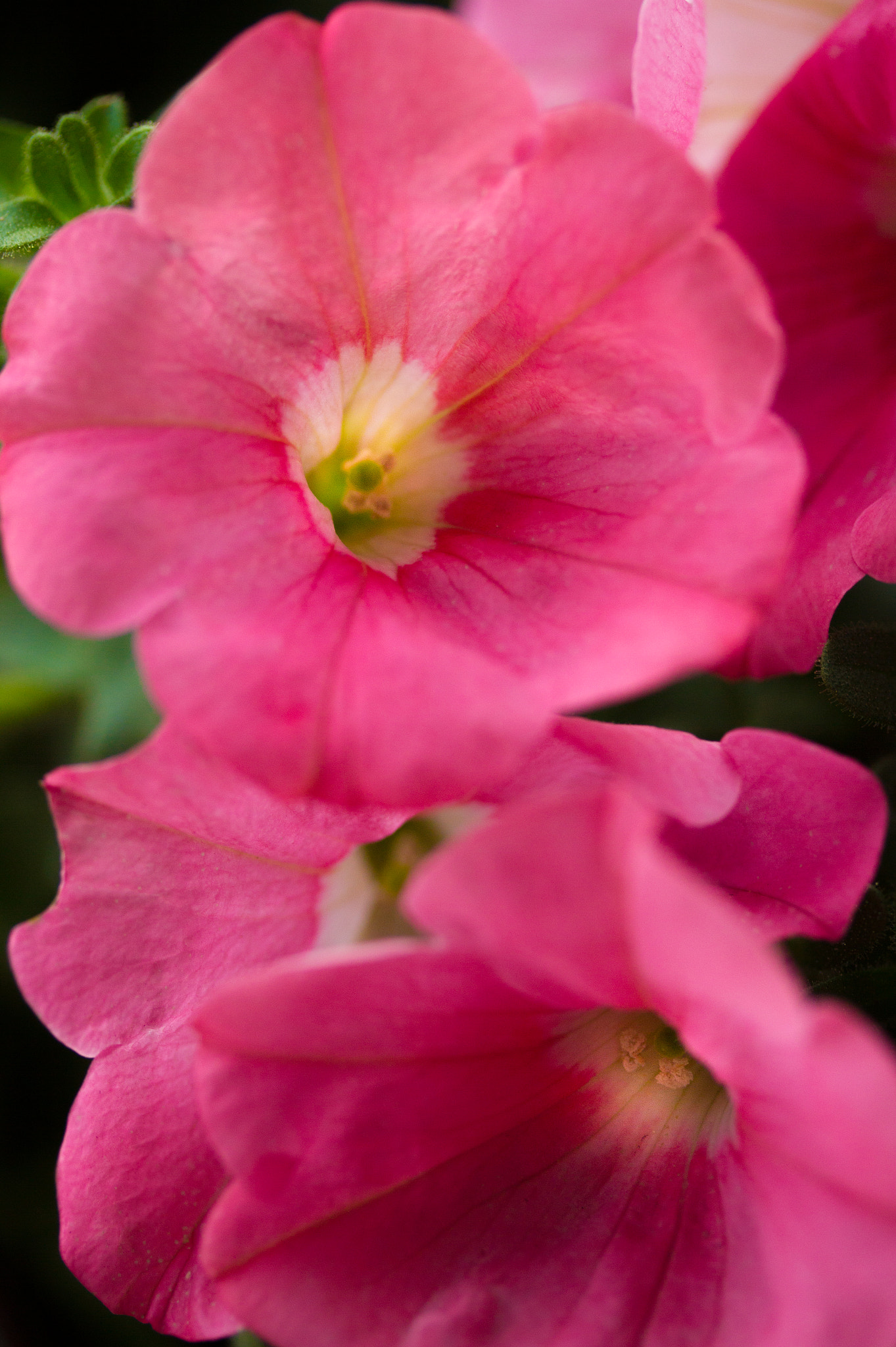 Canon EF-S 60mm F2.8 Macro USM sample photo. Into pink petunias photography