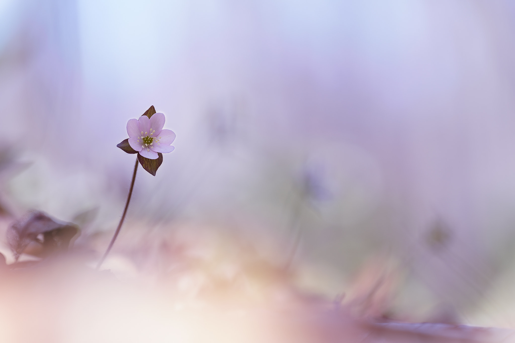 Sony a7R II + 70-200mm F2.8 sample photo. Pastels of spring photography