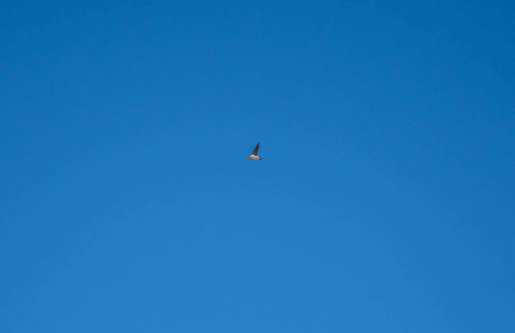 Sigma 70-300mm F4-5.6 APO DG Macro sample photo. Swallow photography
