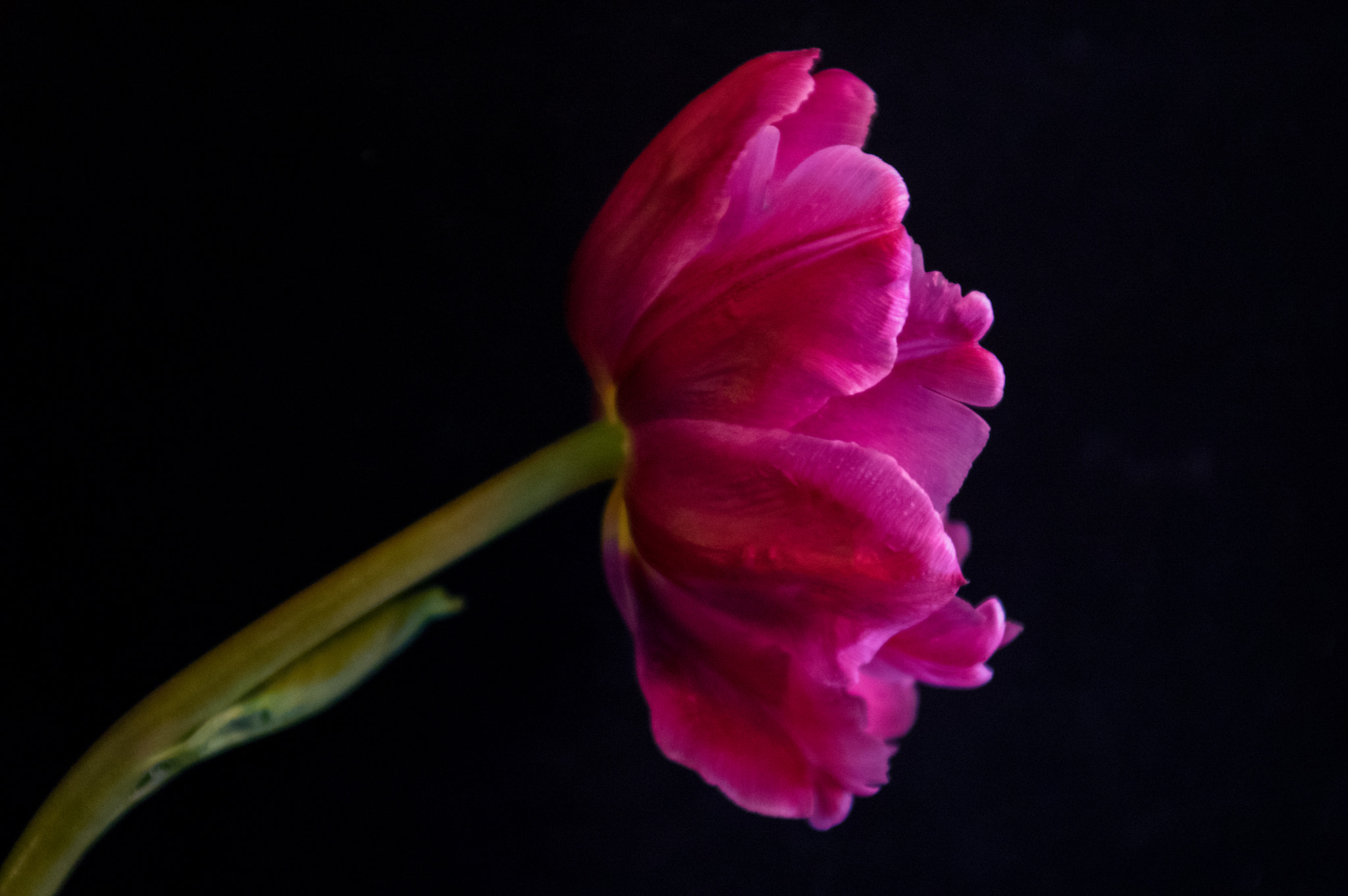 Pentax K-3 sample photo. Tulip  photography