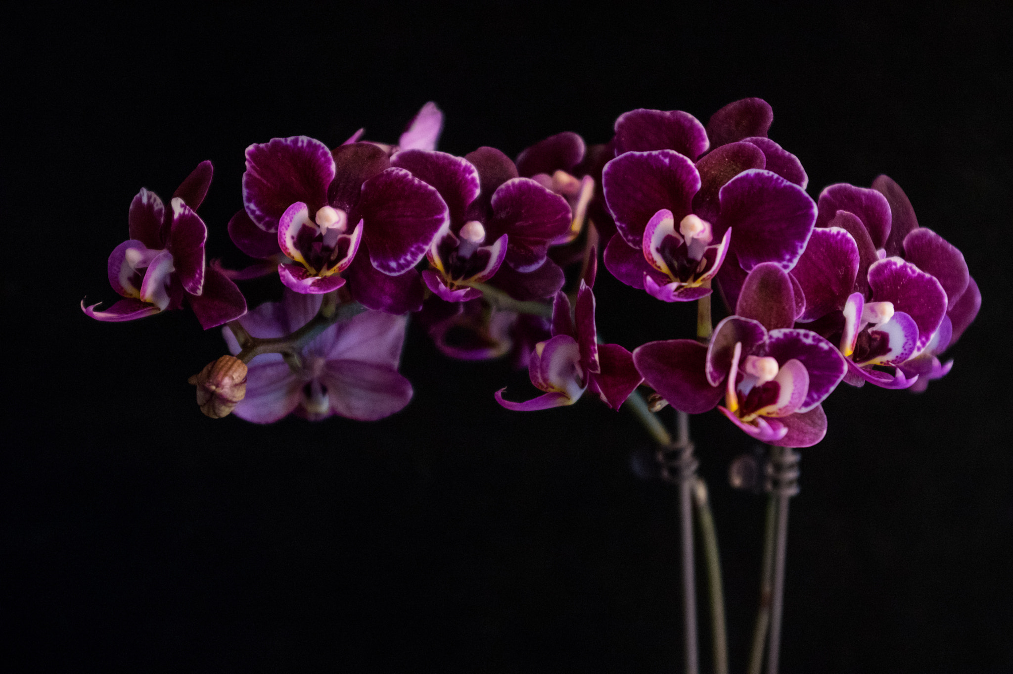 Pentax K-3 sample photo. Orchid party photography