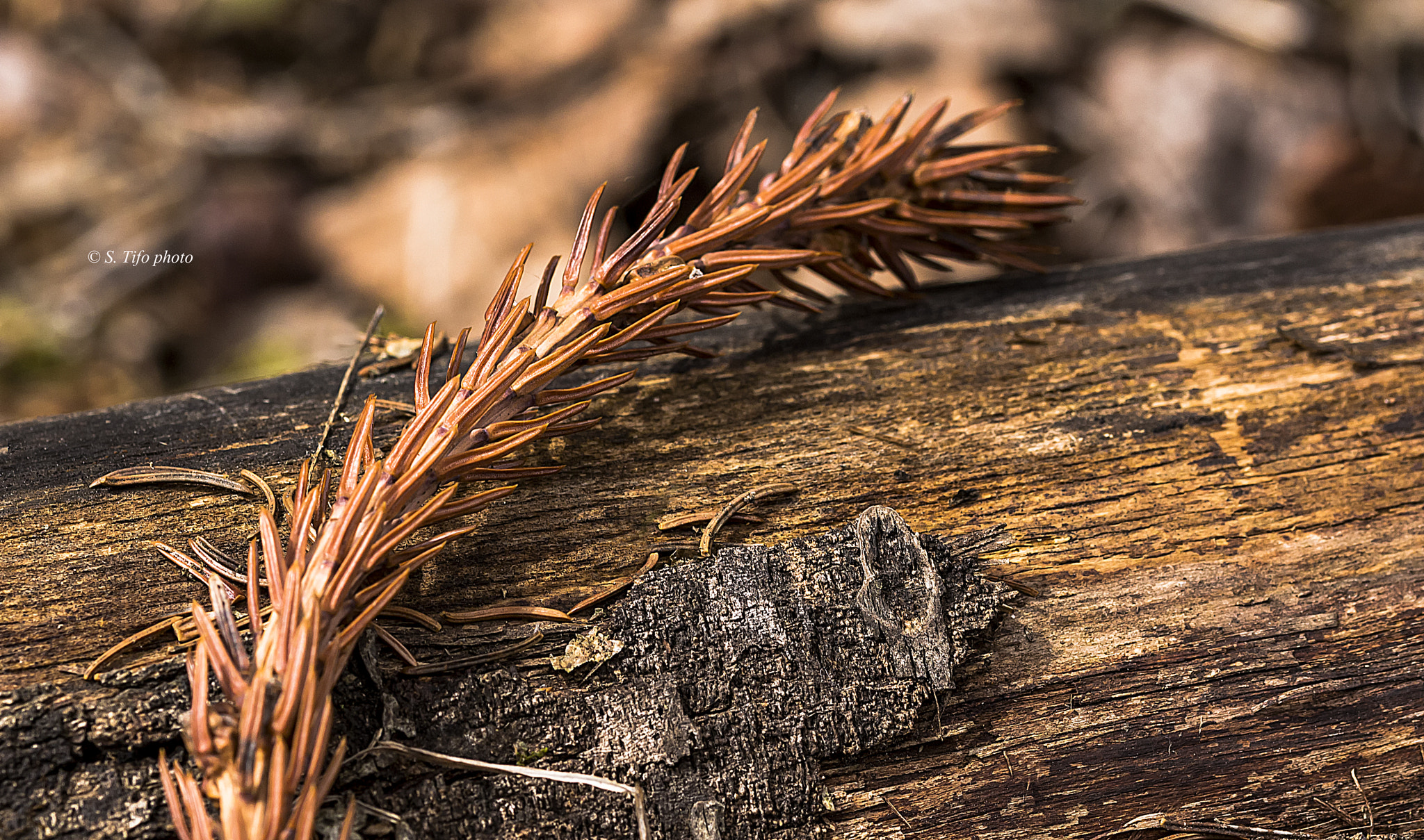 Sigma 105mm F2.8 EX DG OS HSM sample photo. Something on the wood .... photography