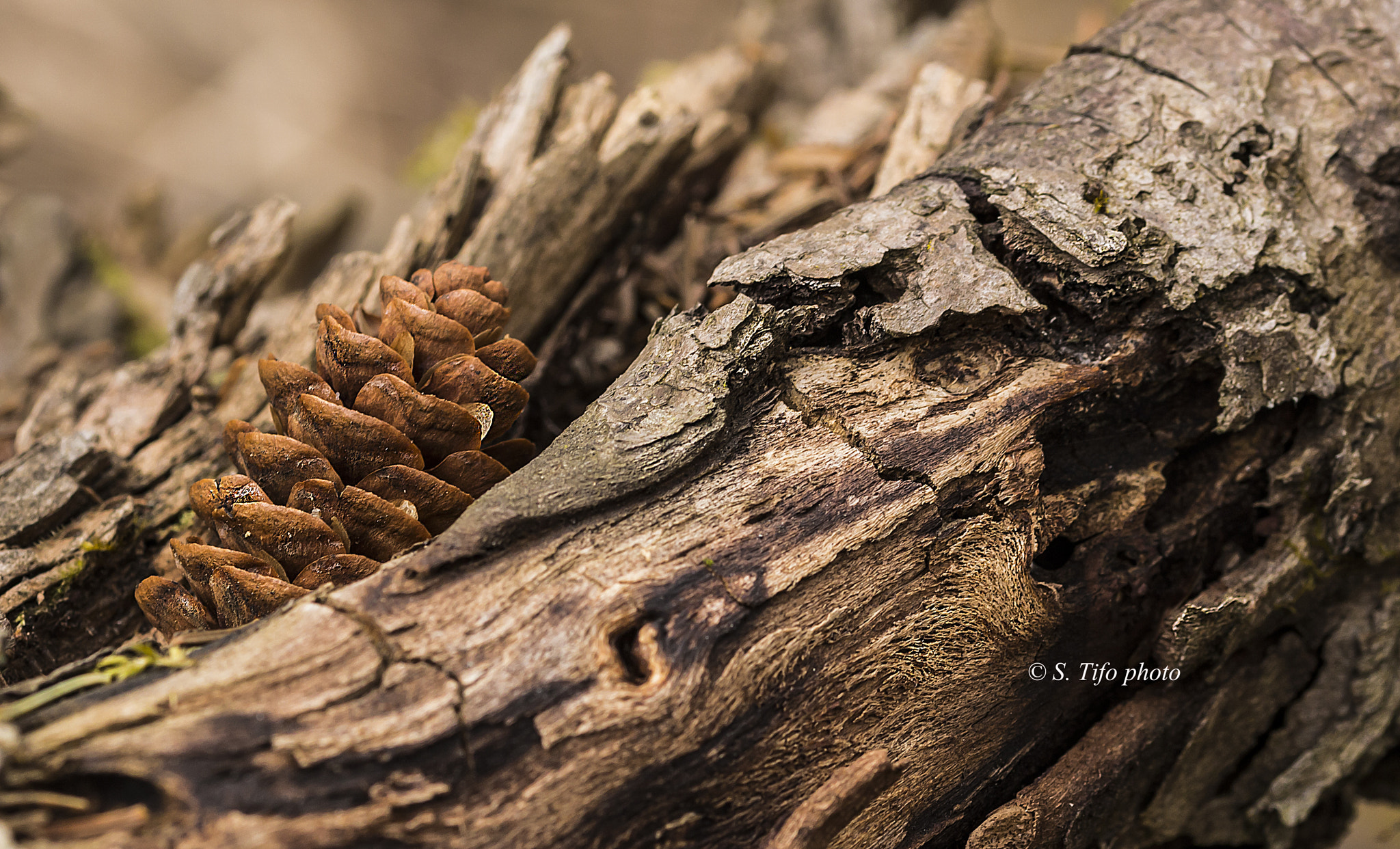 Sigma 105mm F2.8 EX DG OS HSM sample photo. Inclinée ... photography