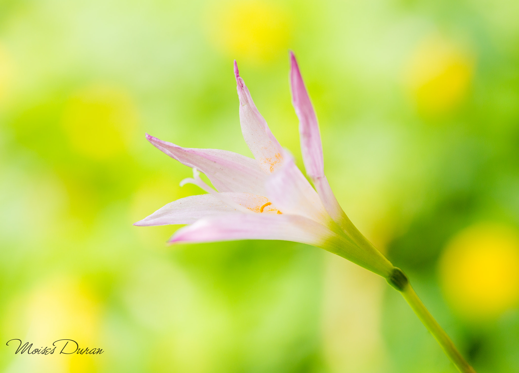 Canon EOS 6D + Sigma 105mm F2.8 EX DG Macro sample photo. Lady photography