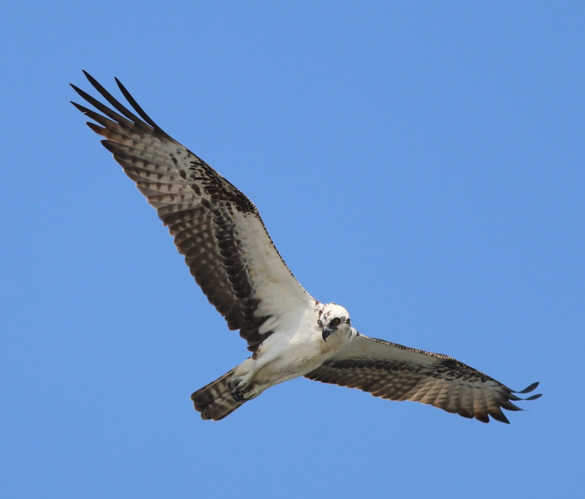 Canon EOS 70D + Canon EF 200mm F2.8L II USM sample photo