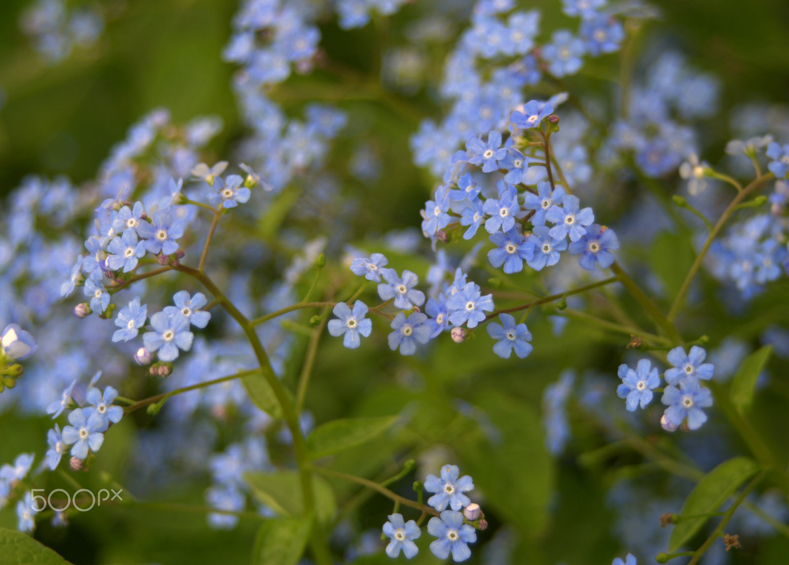 Sigma 28-90mm F3.5-5.6 Macro sample photo. Brunnera flowers photography